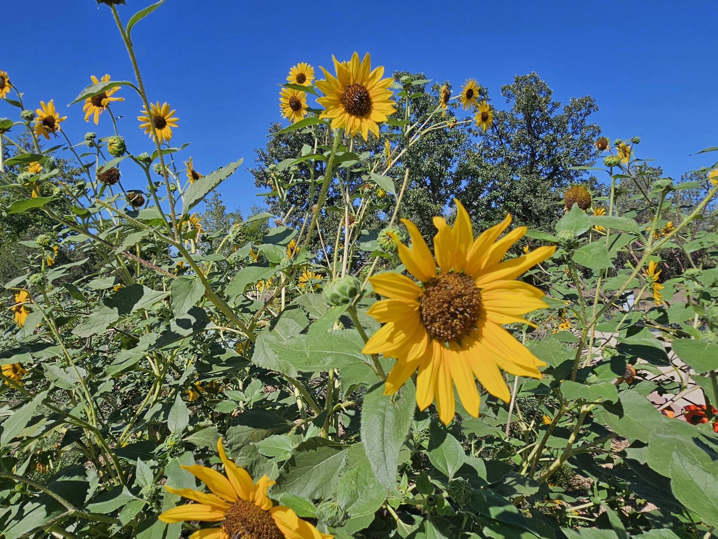 The Buzz Around a Longmont Pilot Pollinator Project