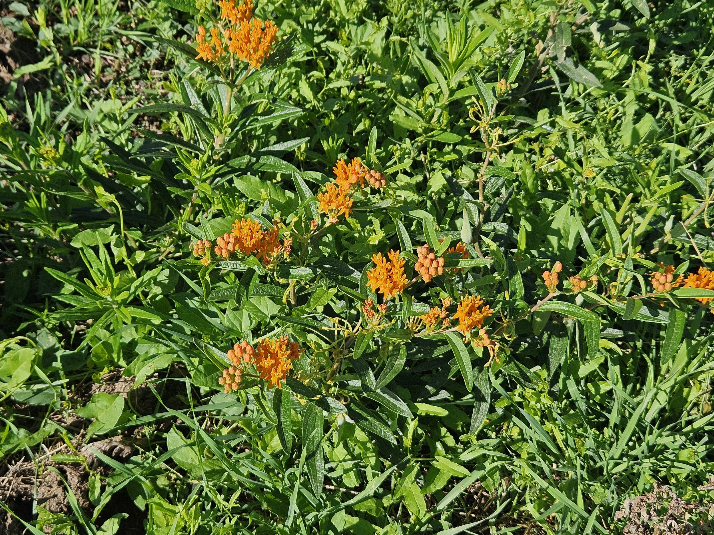 orange flowers.jpg