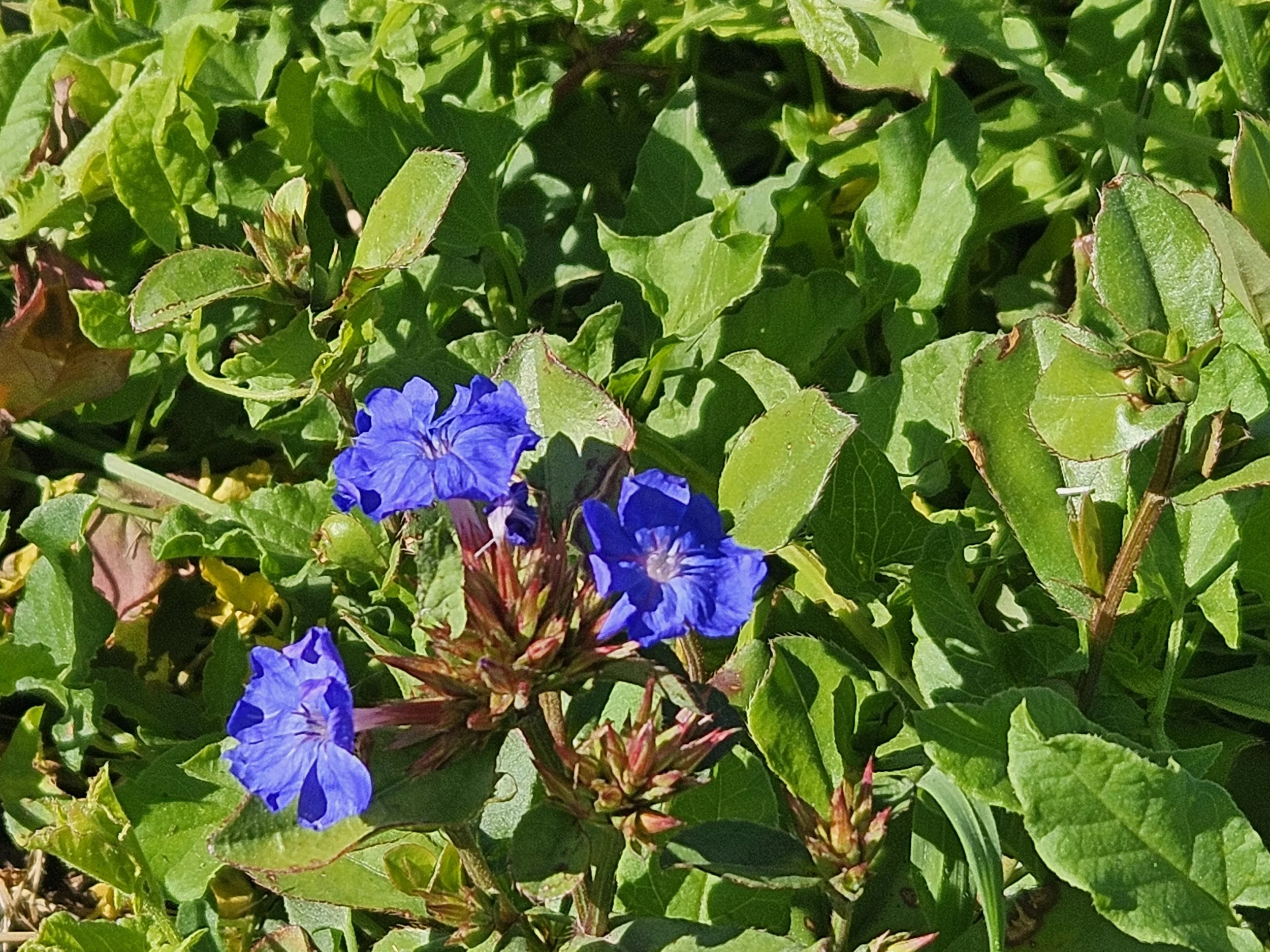 purple flowers.jpg