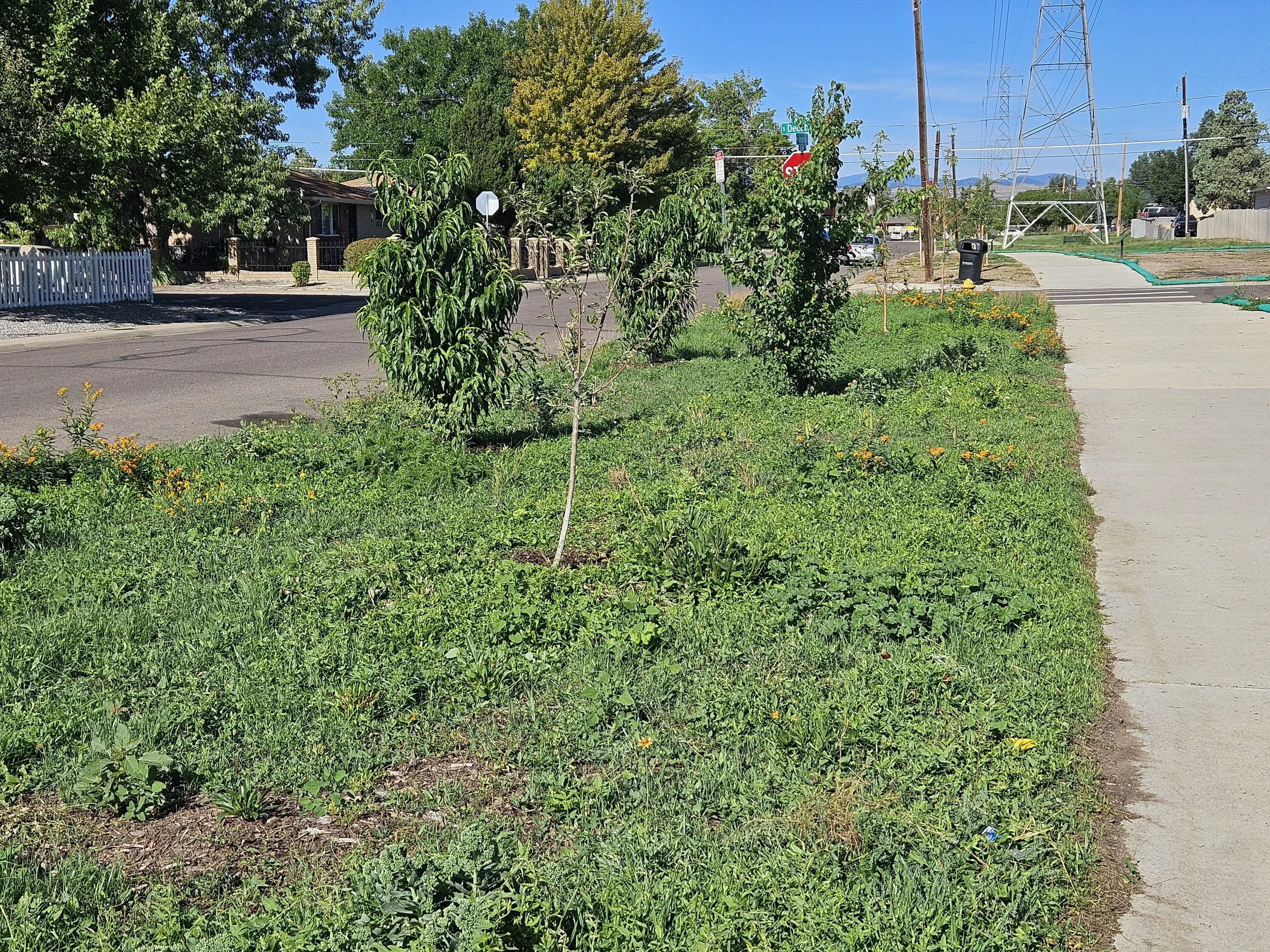 trees2.jpg