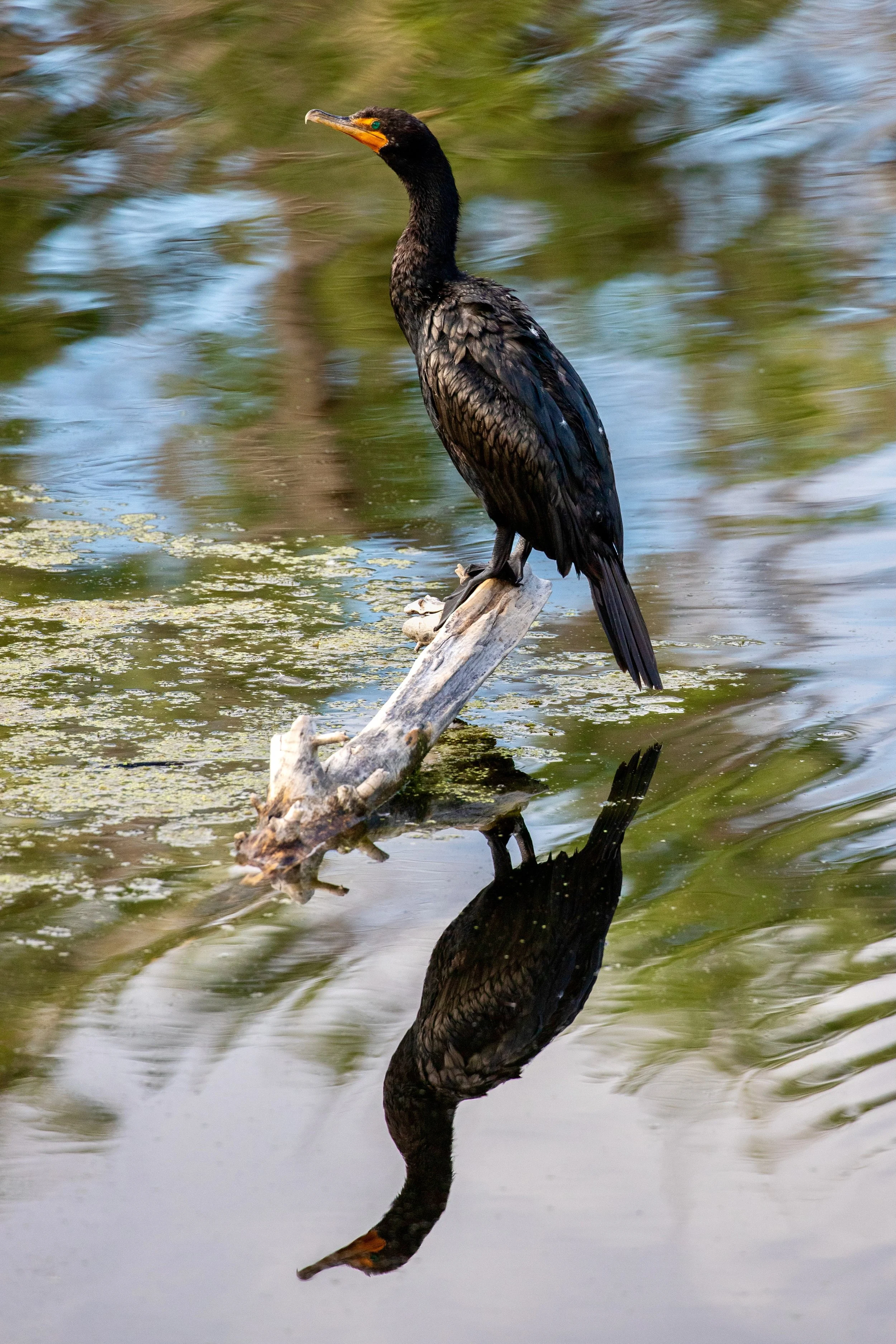 Cormorant at Bluff Lake