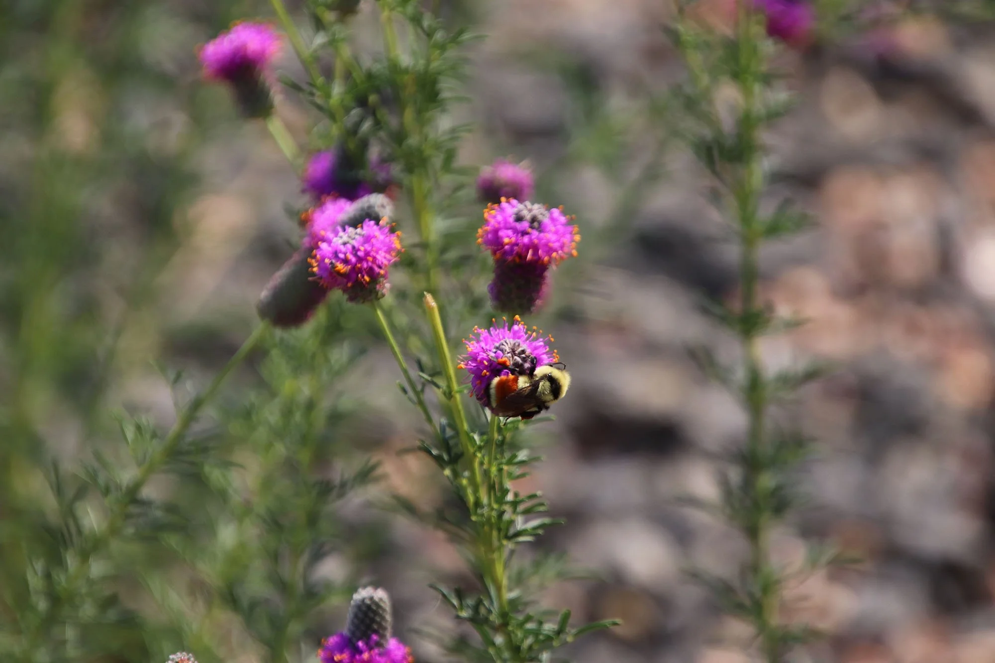 bee on flower