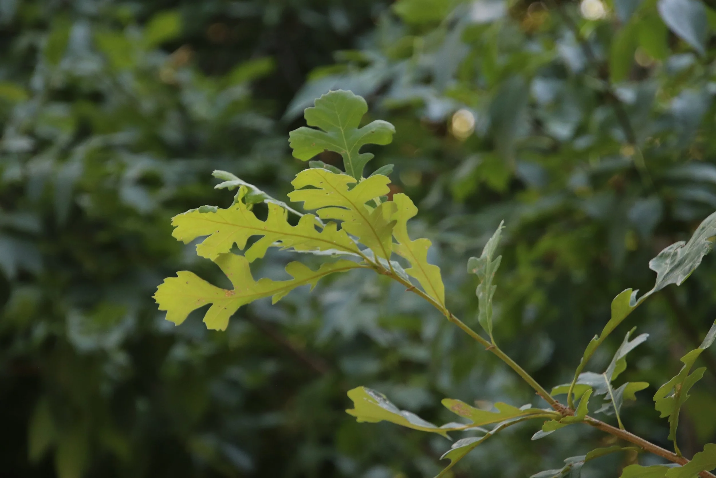 tree leaves