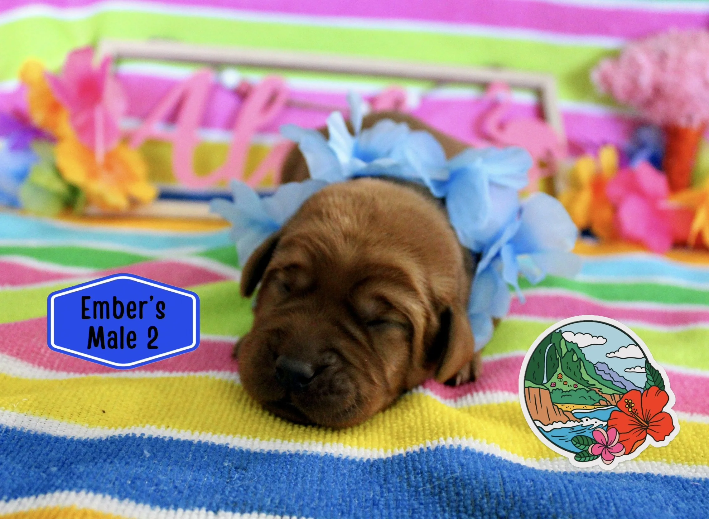 IMG_9187_Original.jpeg