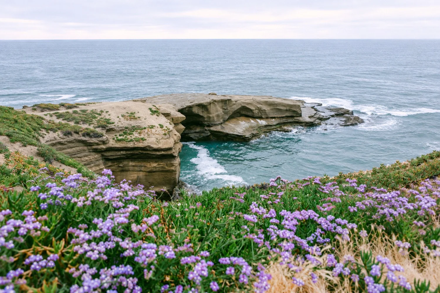 Purple wildflowers on the bluffs above a sandstone point and the Pacific at Sunset Cliffs, San Diego