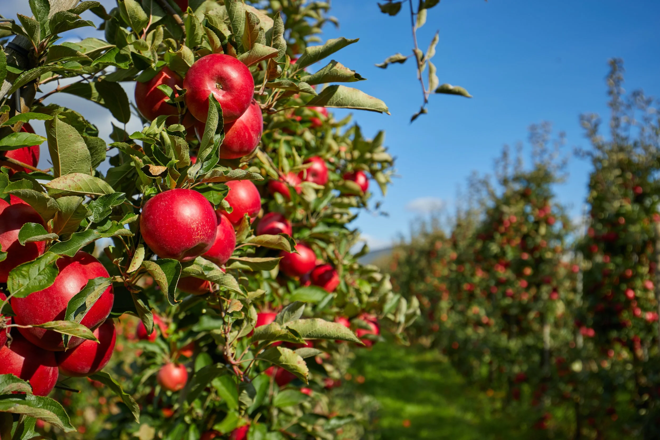 Julian Apple Harvest Season 2026: Where to Pick, Eat, and Stay
