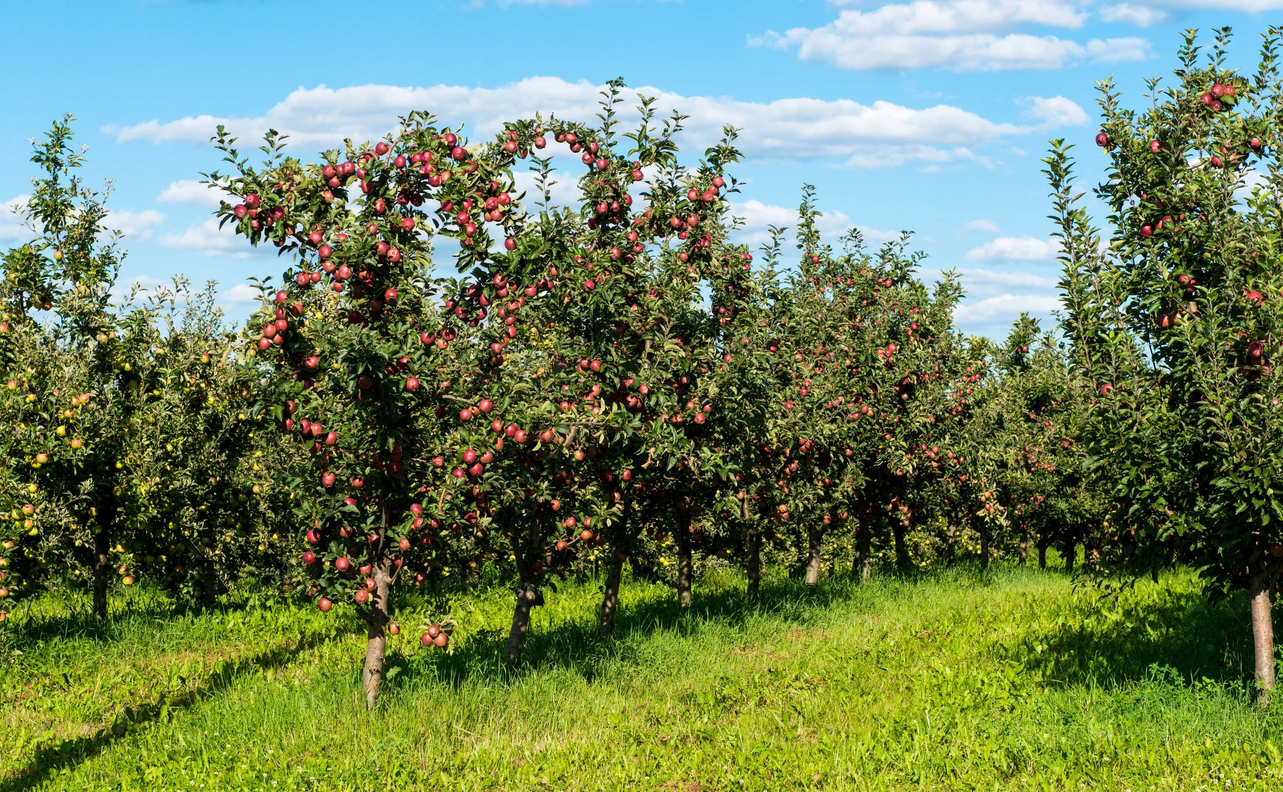Apple orchard rows under a blue autumn sky