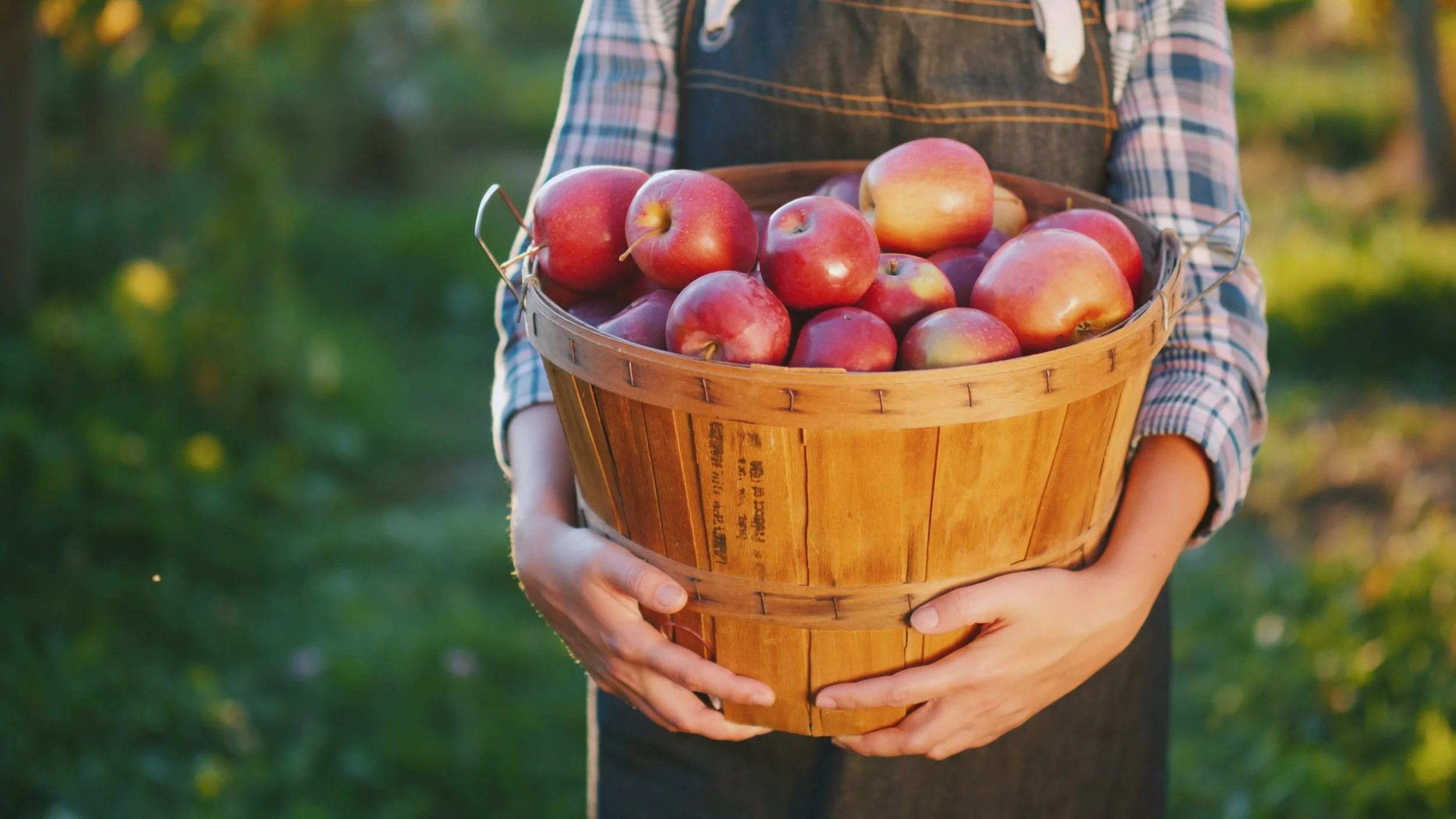 Freshly picked apples in a basket during fall apple harvest