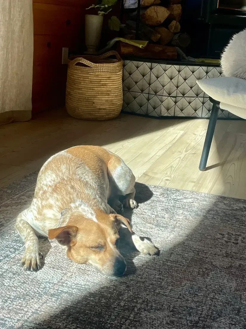 Guest photo: a dog napping in a patch of afternoon sun at Dark Moon Chalet
