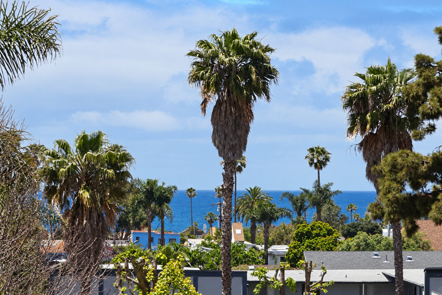 A tall palm tree and the ocean beyond the rooftops of Oceanside
