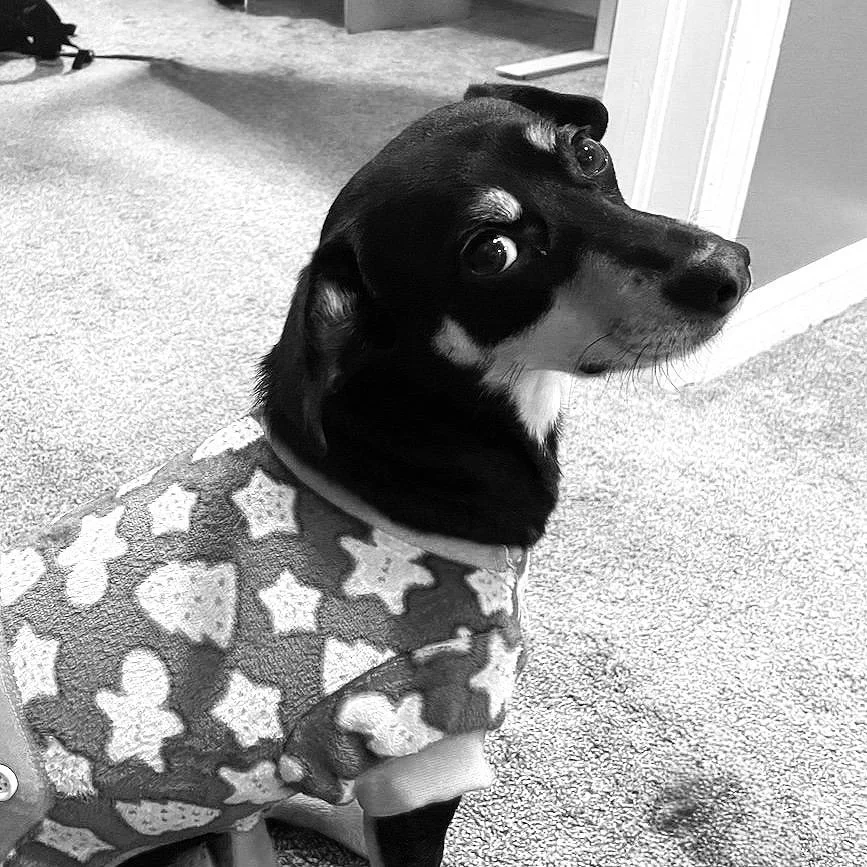 A black and white photo of a small dog wearing a sweater with a star and heart pattern, sitting on carpeted floor and looking back over its shoulder.