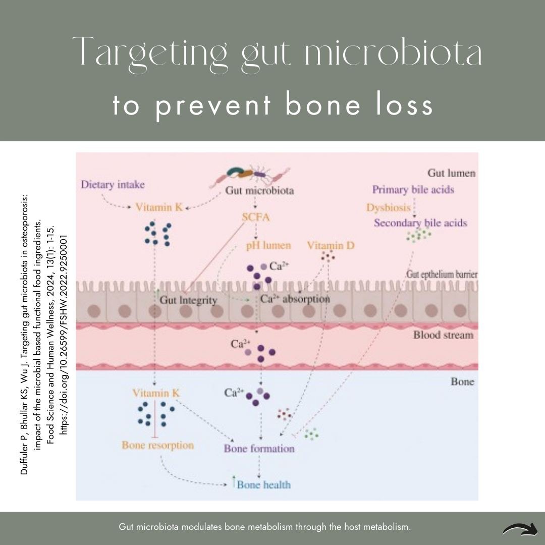 Forever on my quest to leave no stone unturned in the area of osteoporosis I was excited to read a paper on the many roles and therefore importance of the gut microbiota in bone metabolism. The microbiome can regulate bone metabolism via 3 broad cate
