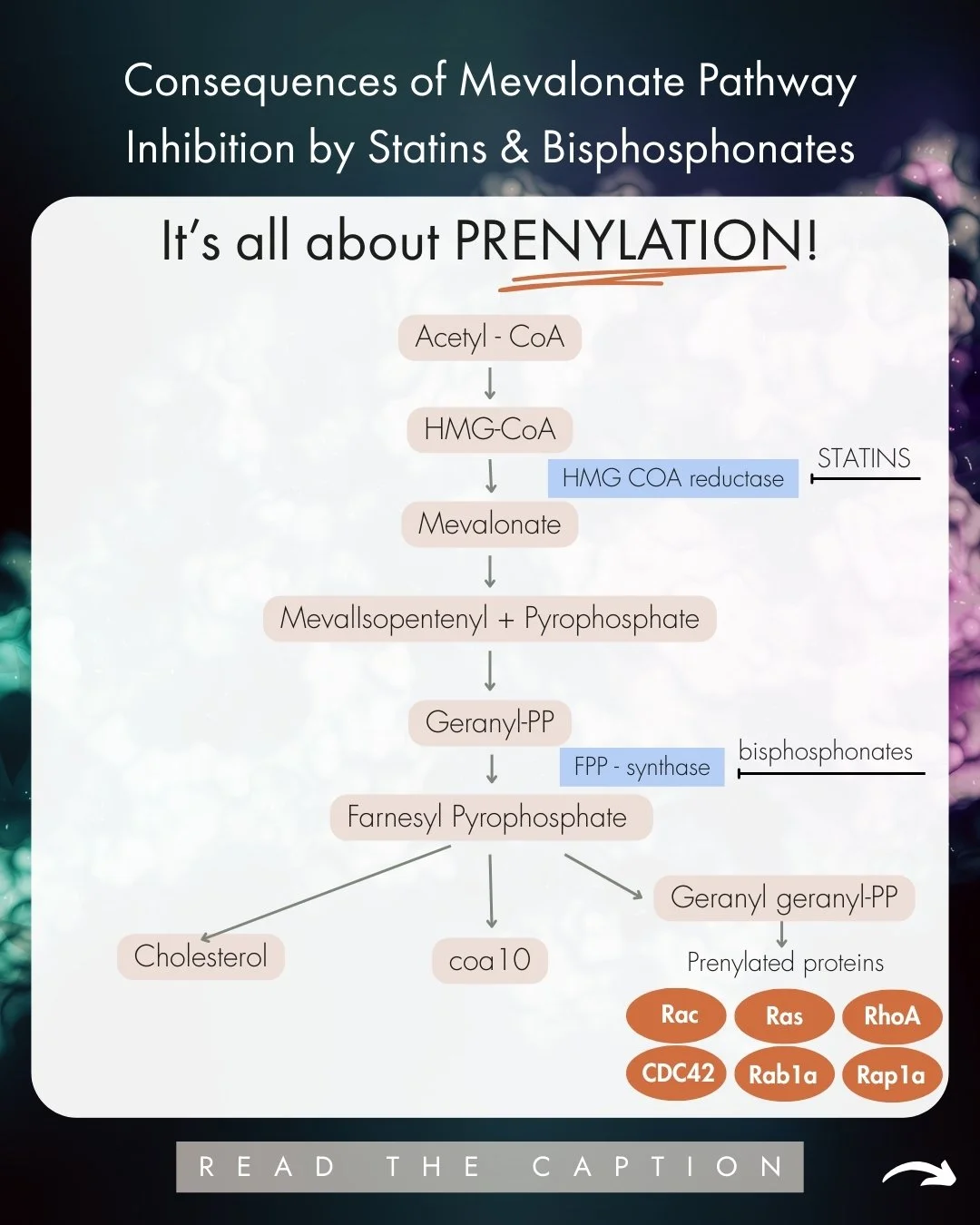 When we think about the mevalonate pathway, most think "cholesterol". But this biochemical assembly line produces far more than cholesterol, which is essential (yes!) for making cell membranes, producing hormones like oestrogen &amp; proges