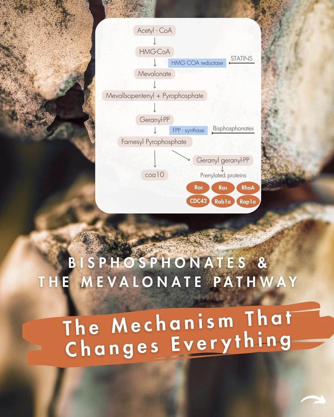 Following on from my last post about the mevalonate pathway &amp; protein prenylation, let's talk about HOW bisphosphonates a) actually works and b) what the down stream effects of blocking prenylation are as a result.

The commonly prescribed Nitrog