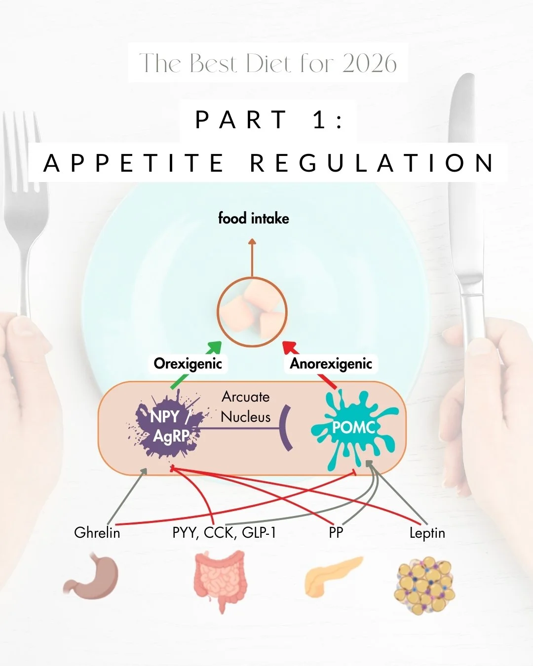 Welcome to my educational series; today we explain appetite; how it&rsquo;s managed and what nutritional concepts best support this biochem. 

Appetite regulation is far more sophisticated than just willpower.

It's a complex system orchestrated by t