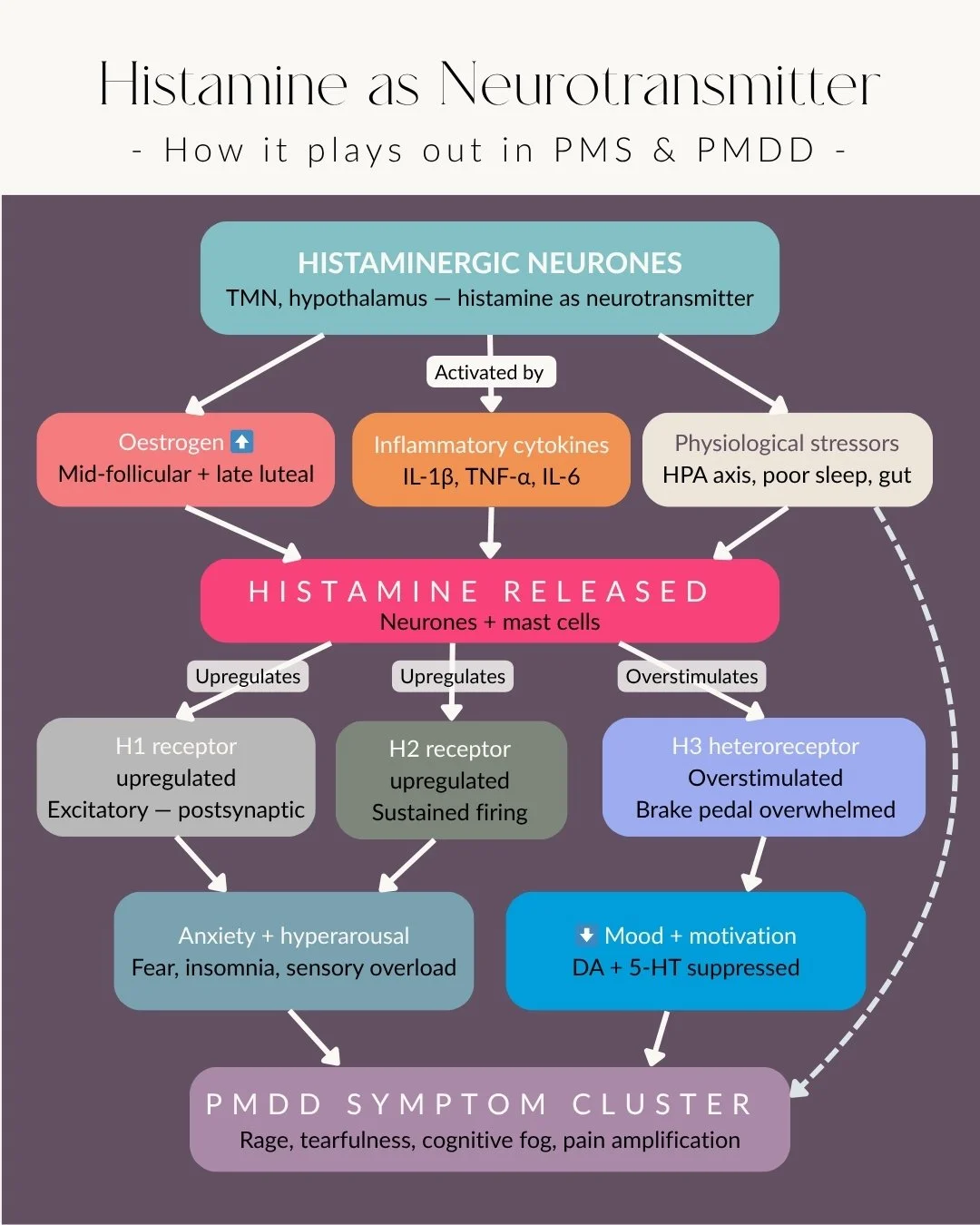 Most of us are familiar with histamine and allergies. Far fewer know it's an excitatory neurotransmitter and links directly to PMS &amp; PMDD symptoms.

Here's the mechanism 👇

Histamine is produced and released by histaminergic neurones originating