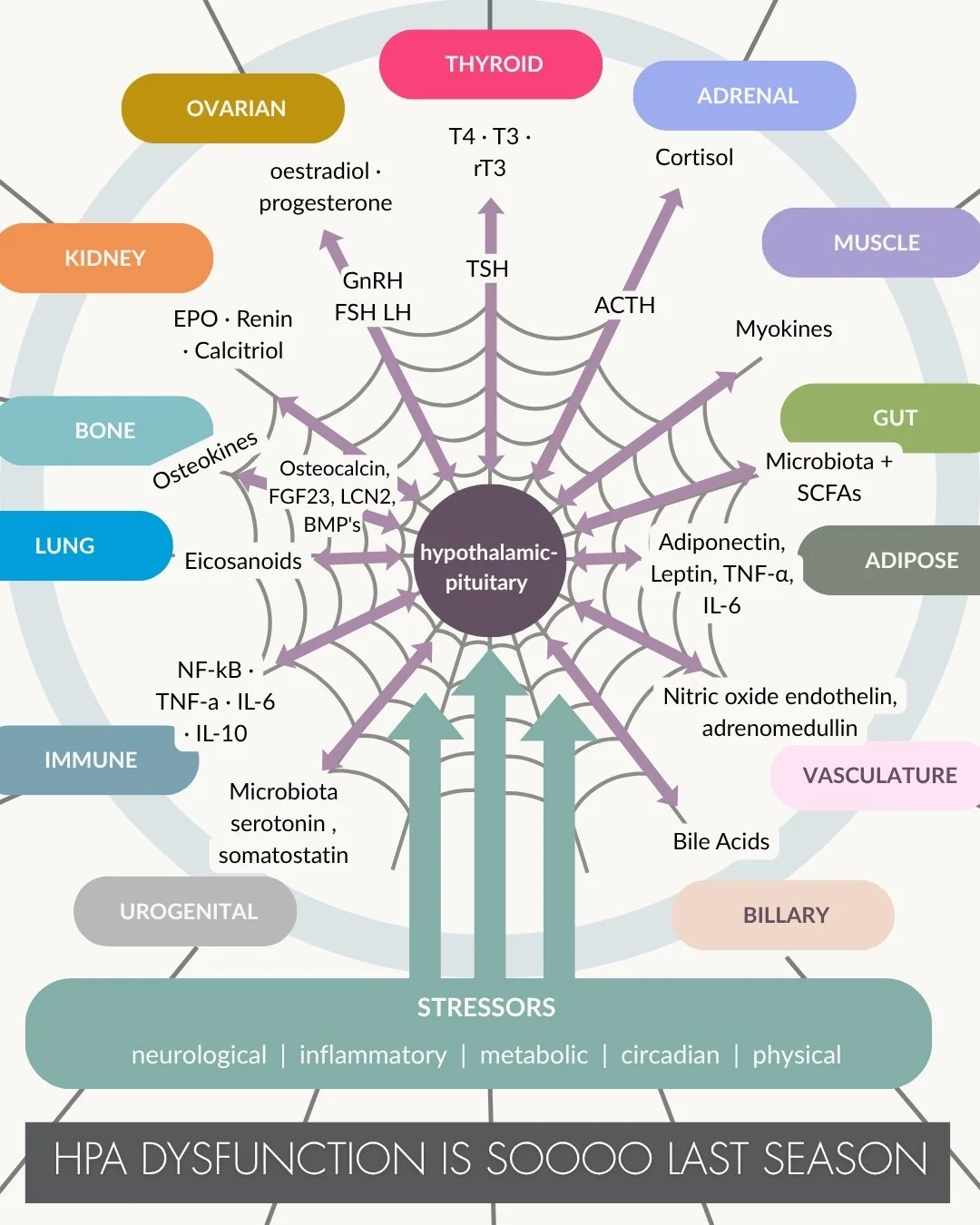We all know the HPA axis story. A stressor - neurological, physical, inflammatory, metabolic, circadian stimulates cortisol and a cascade of responses ripples through tissues, organs, and entire systems.

But the body is far more than an HPA axis, ev