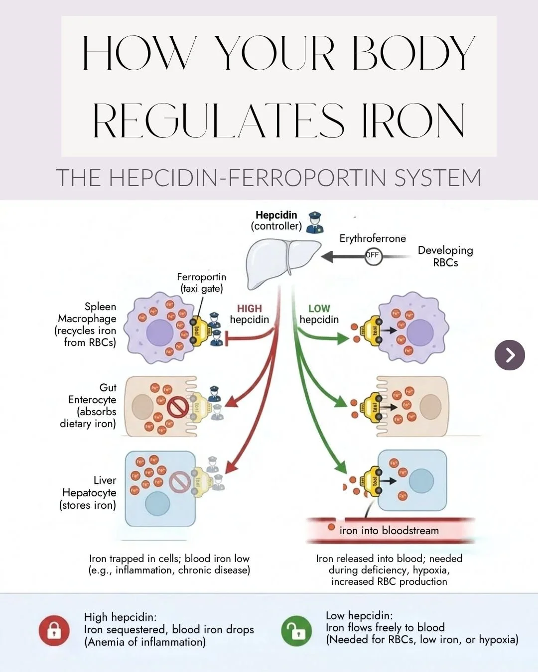 The iron goalposts have finally moved. Under the new ASH 2026 guidelines, ferritin &le;30 now supports a diagnosis of iron deficiency for most adults (up from 15), and the threshold is higher still with blood loss or inflammation. A real win for wome
