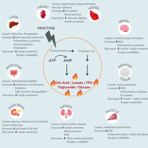 Fructose In Food Fructose in Food — Tanya Borowski Ltd
