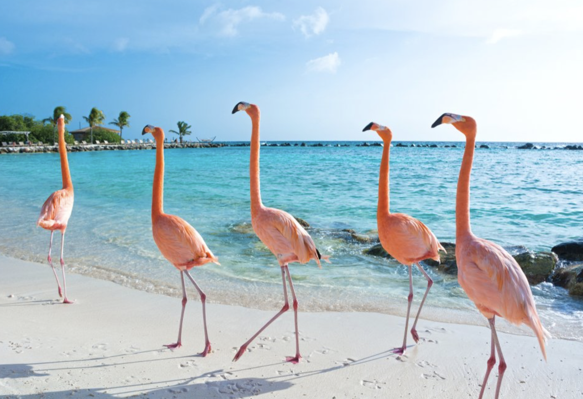 Things to Know About Traveling to Aruba