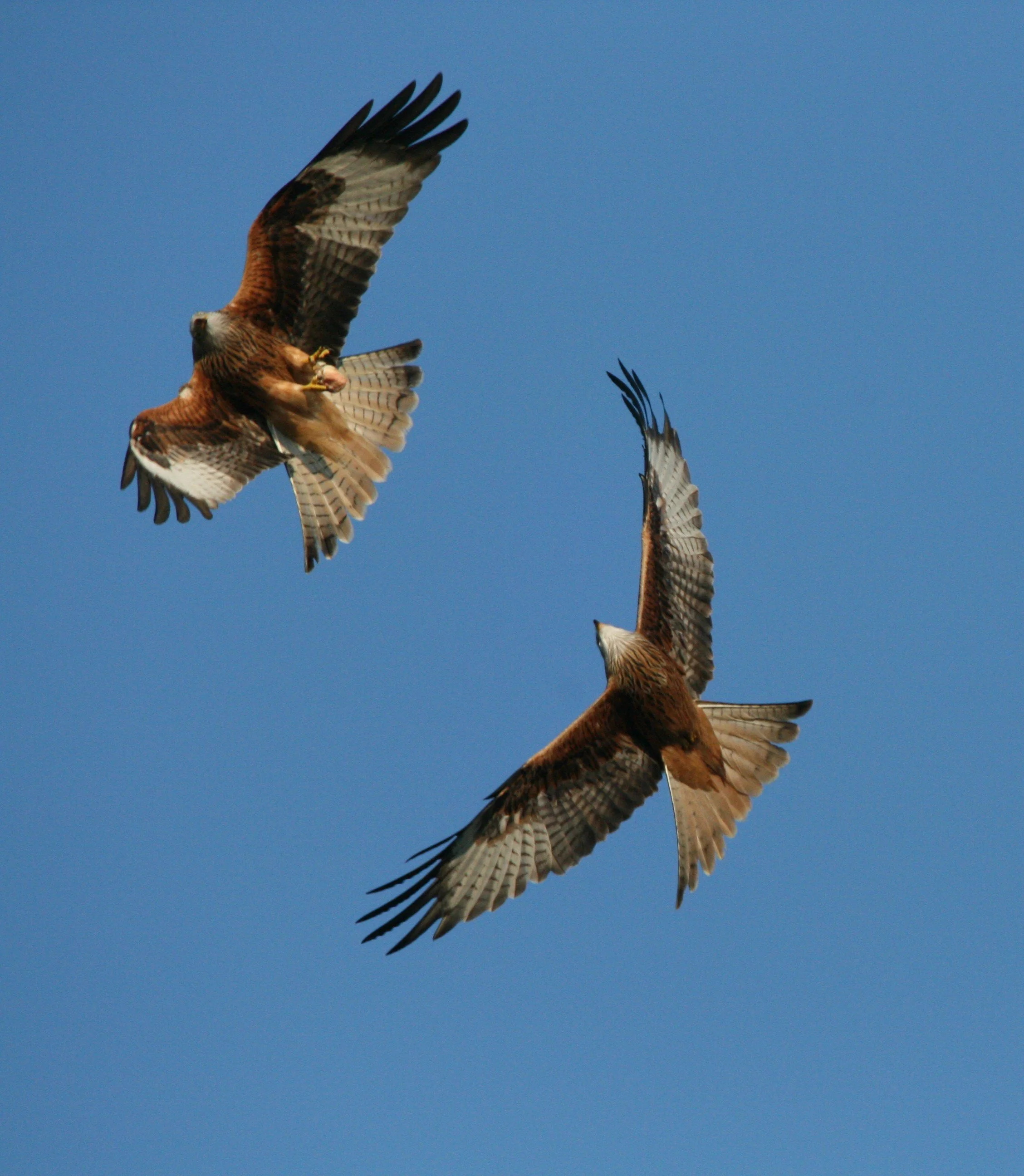 KITES TO EDIT 16 2 08 122.JPG
