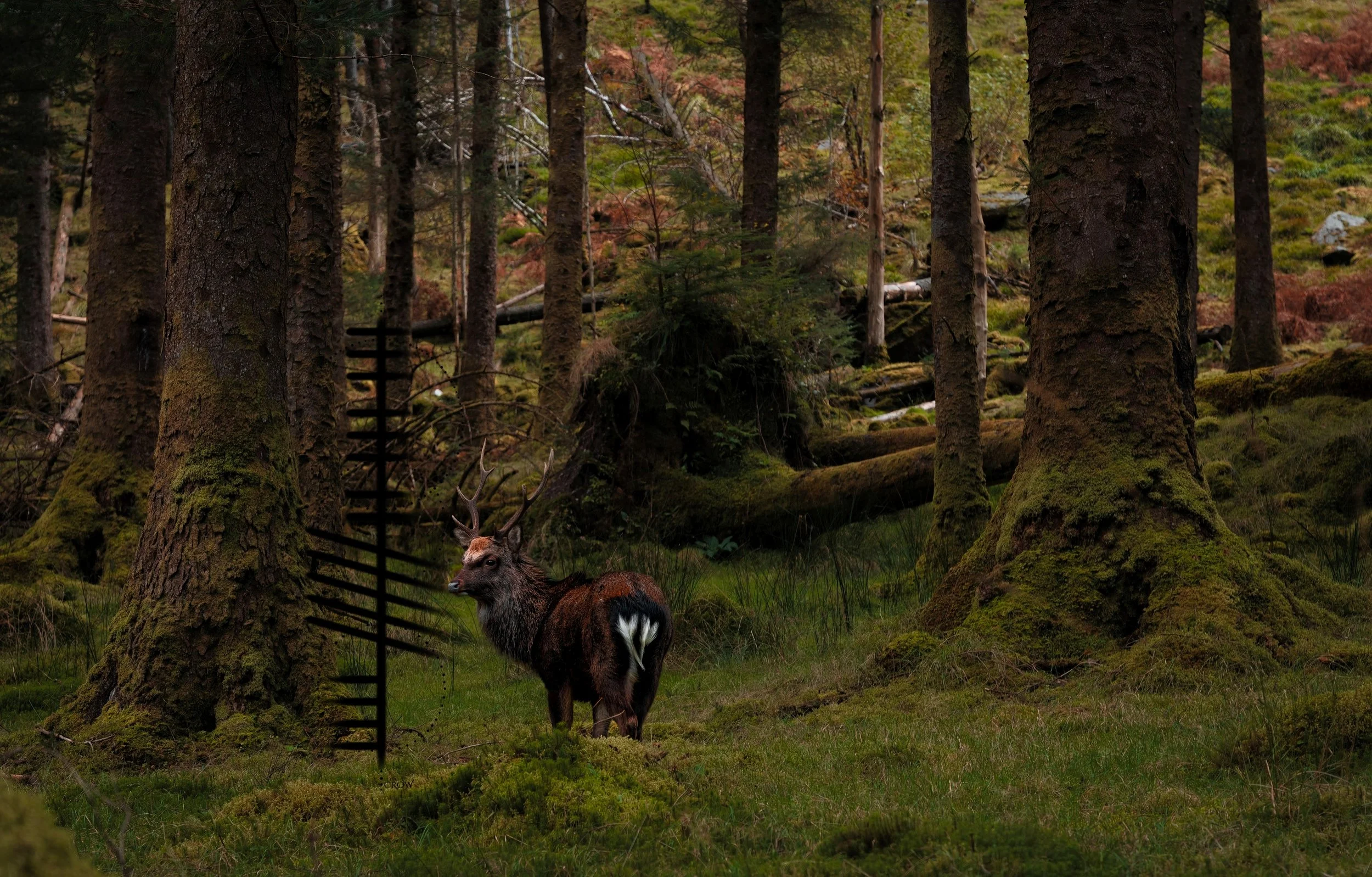 Realm of the Red Deer