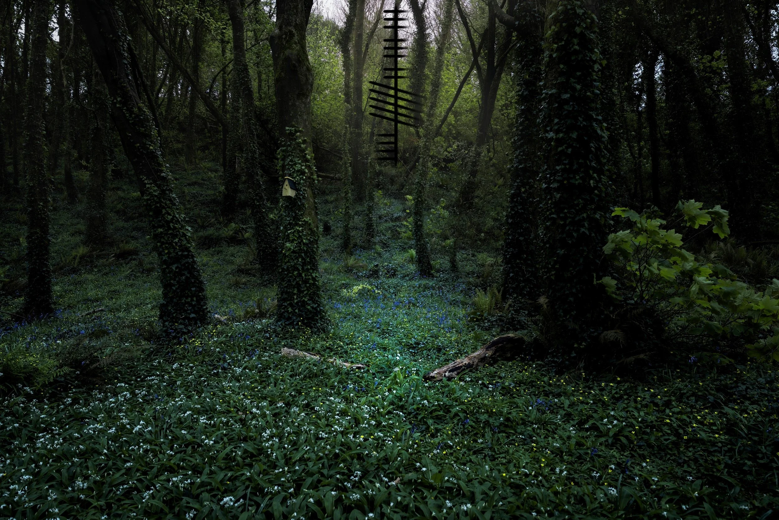 Courtmacsherry Bluebells 