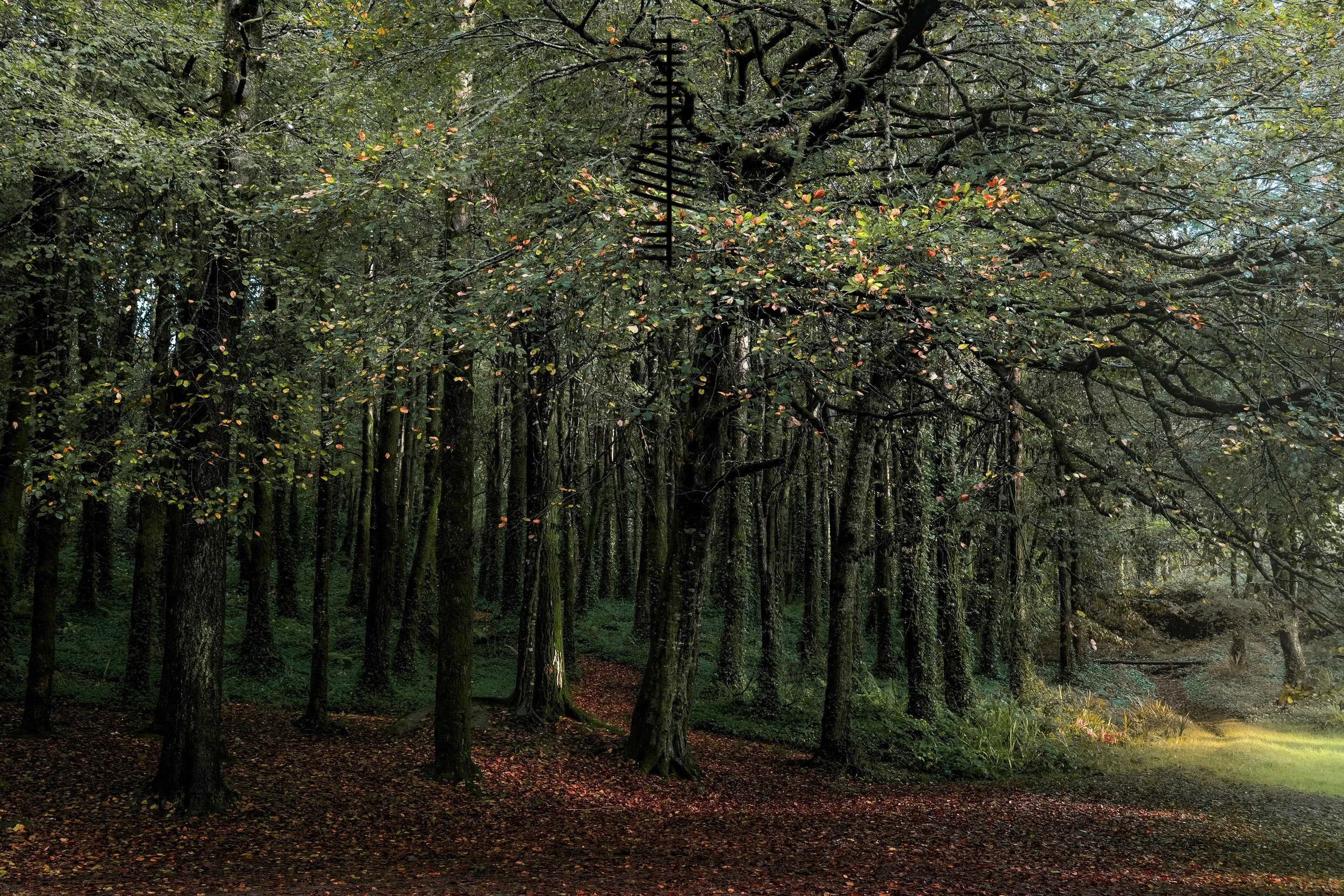 Castlefreke Autumn Leaves