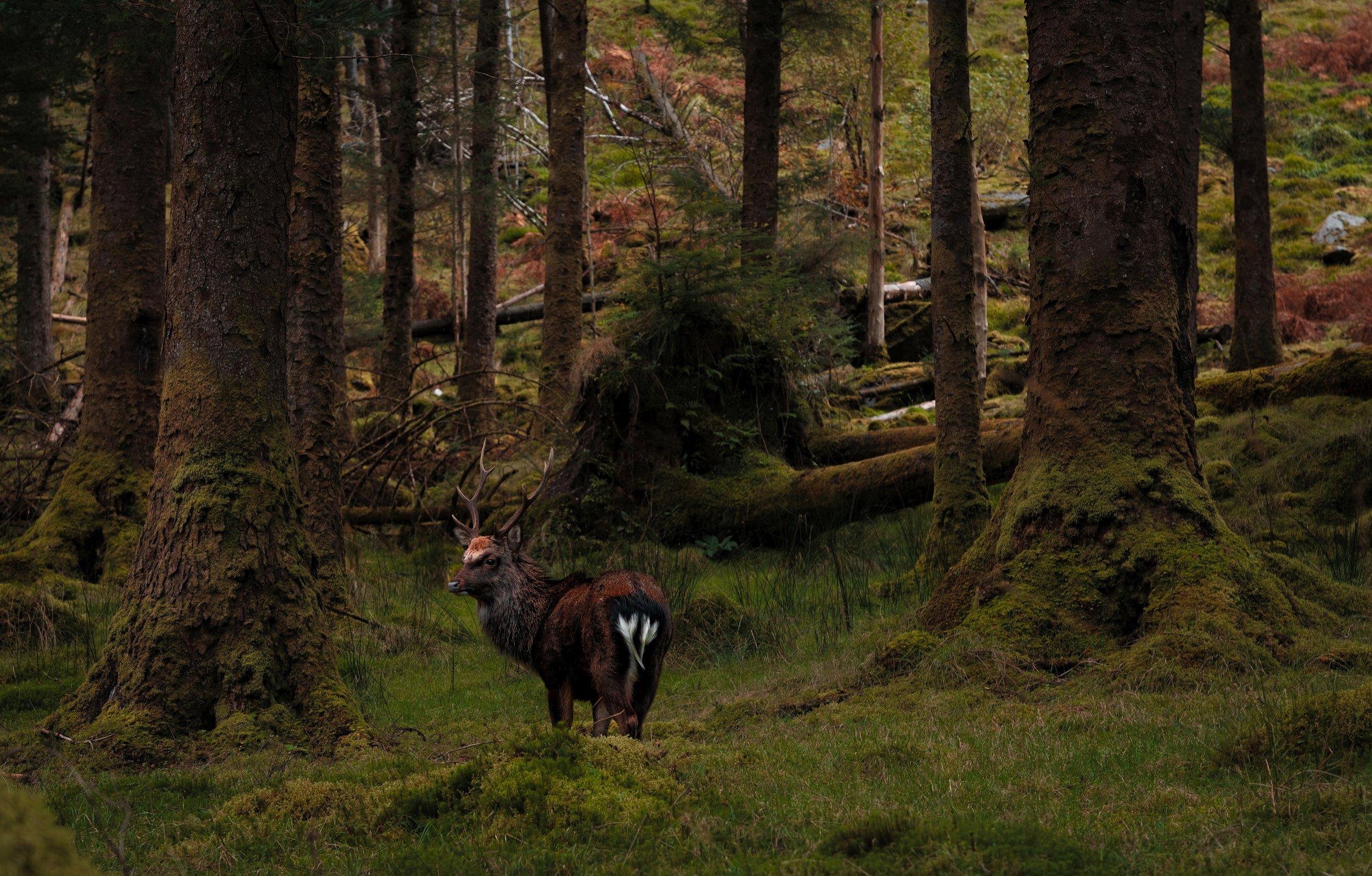 Gougane Barra N ational Forest Park