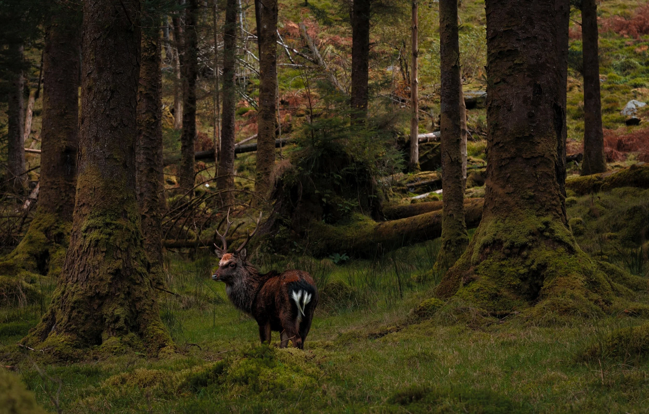 _DSC0485 ready for p[rint-2.jpg