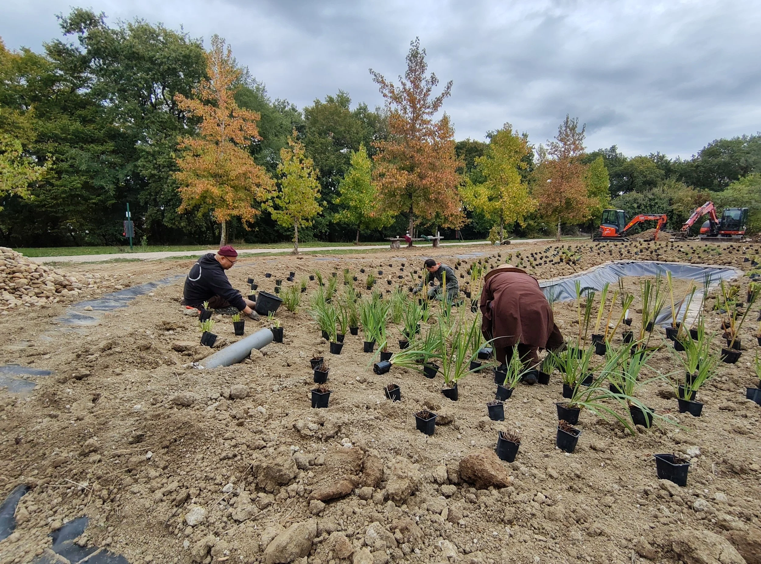studio audal - Biodiverse zen pond (5).jpg
