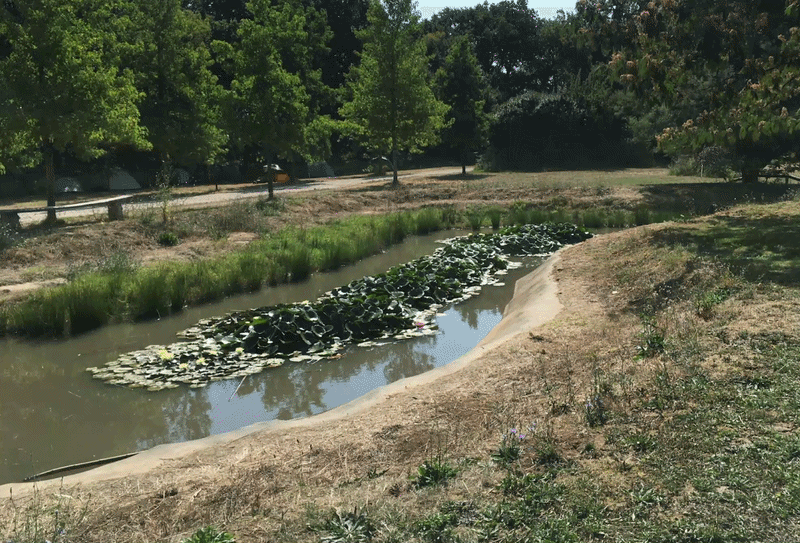 studio audal - Biodiverse zen pond (3).gif