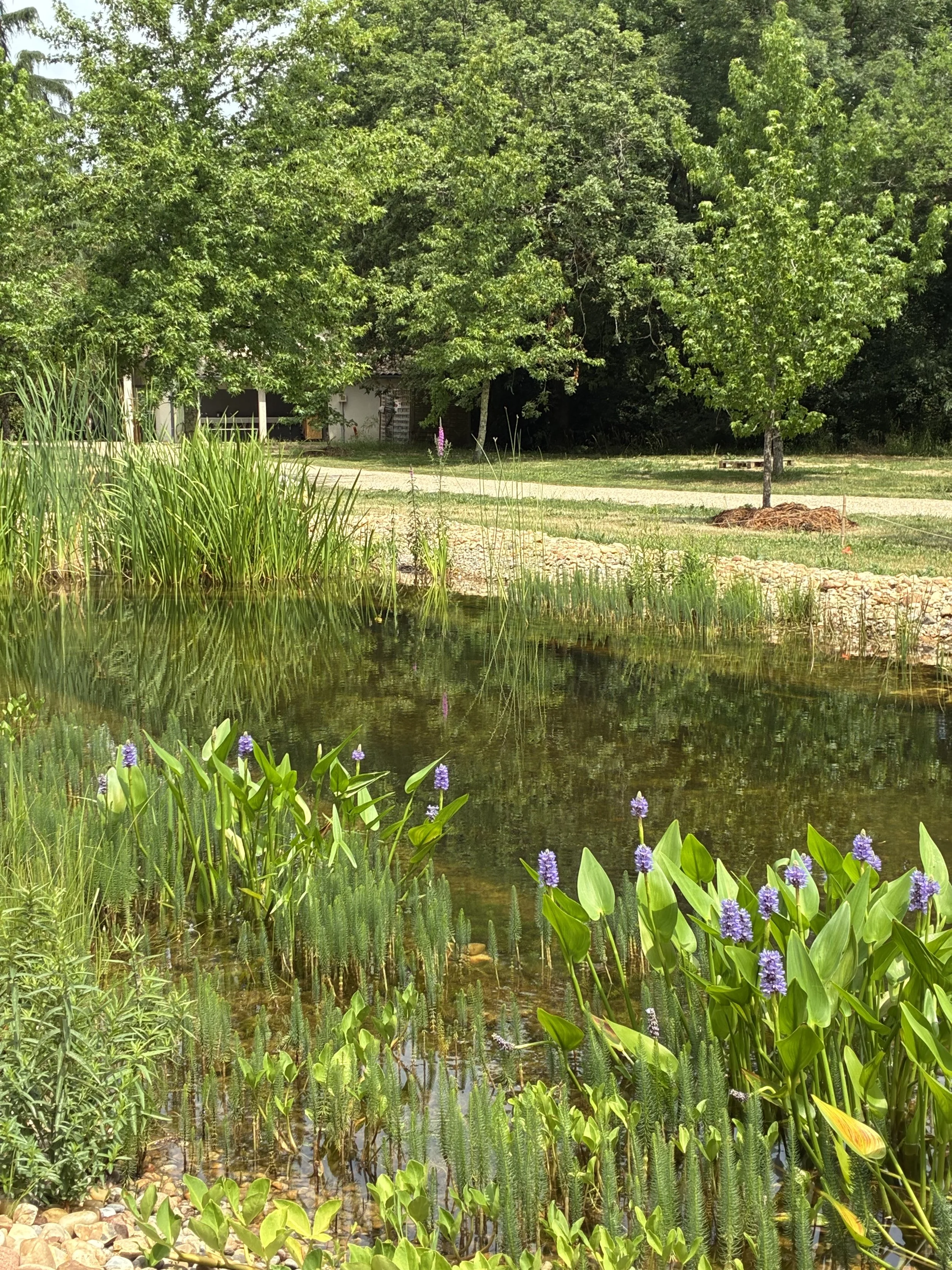 studio audal - Biodiverse zen pond (11).jpeg