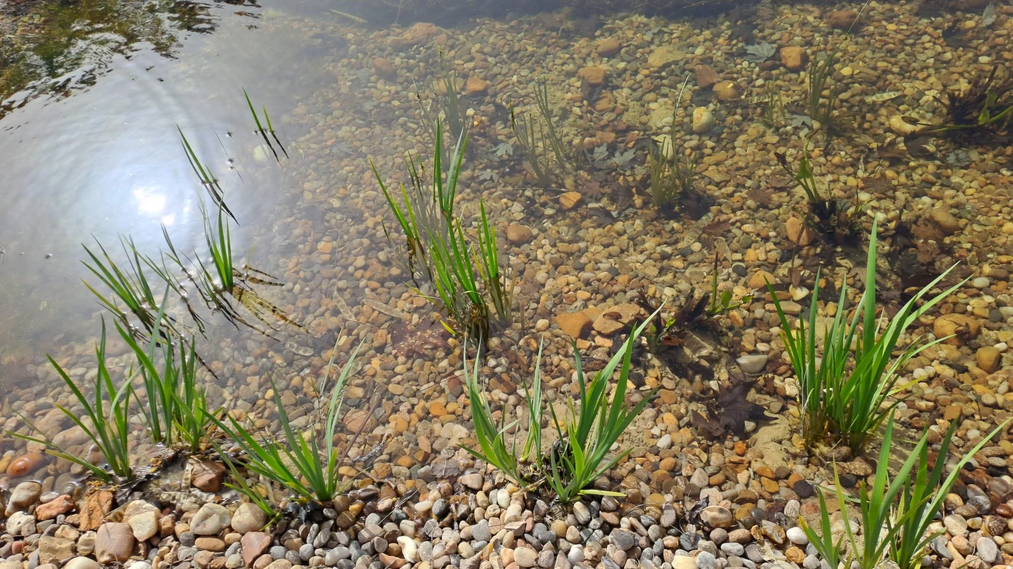 studio audal - Biodiverse zen pond (2).jpeg