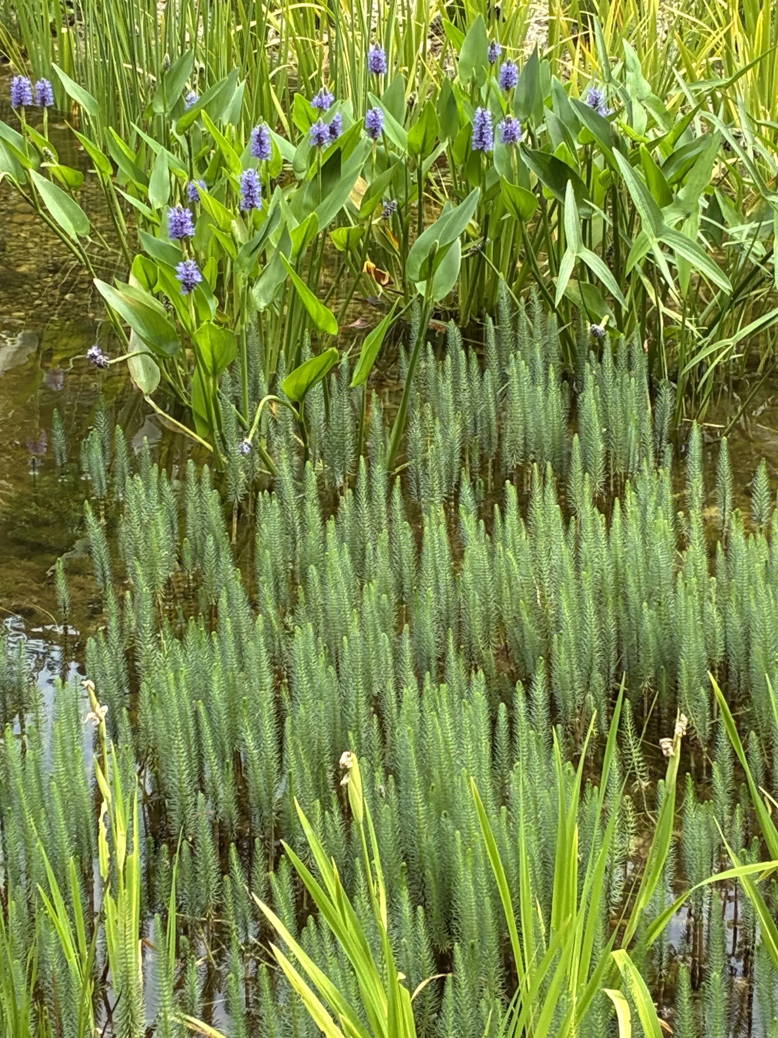 studio audal - Biodiverse zen pond (20).jpeg