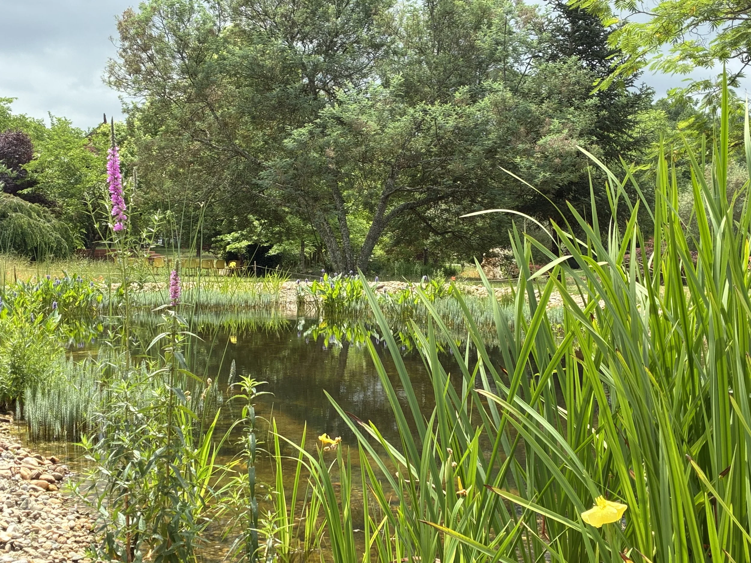 studio audal - Biodiverse zen pond (9).jpeg