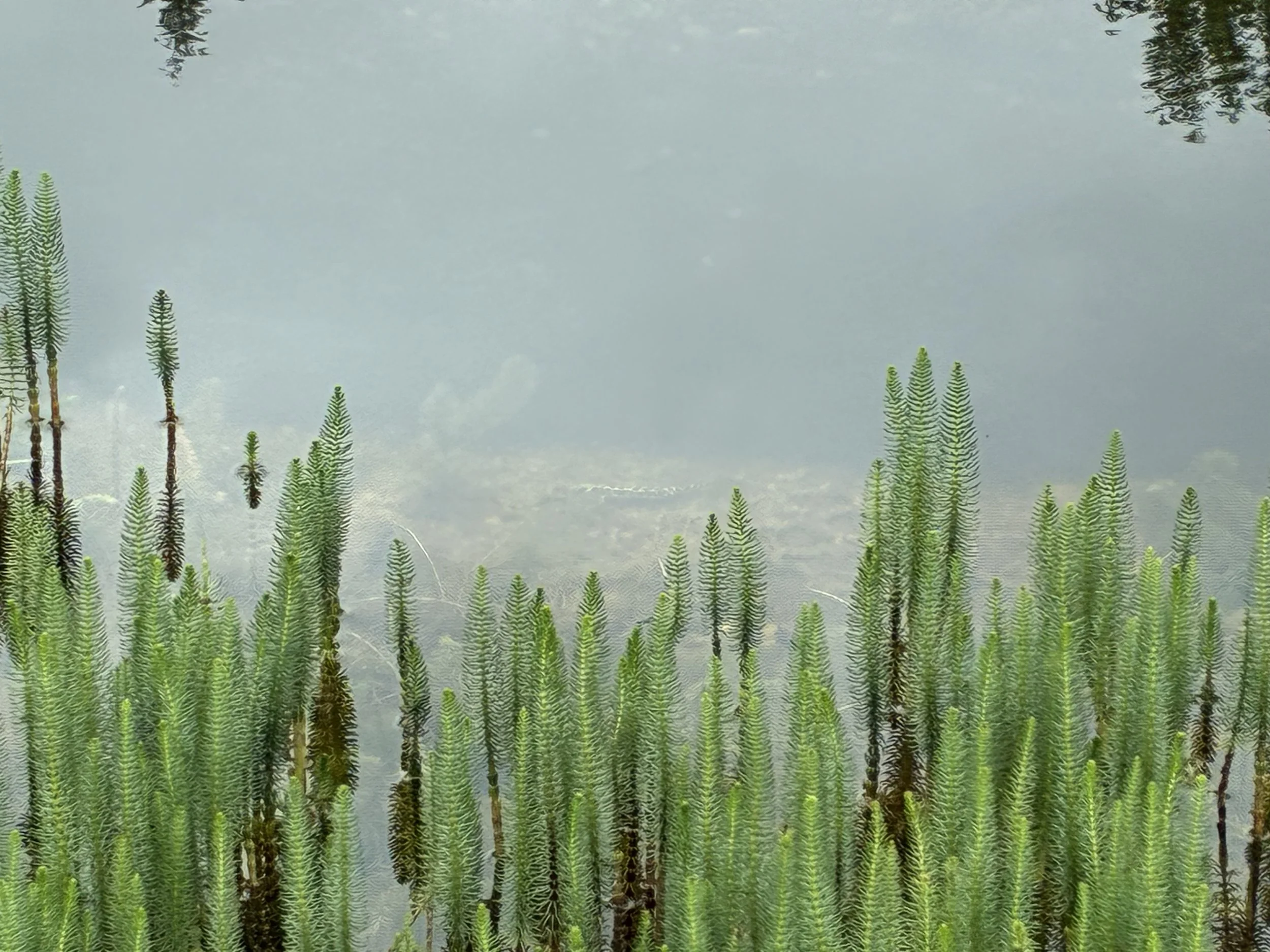 studio audal - Biodiverse zen pond (7).jpeg