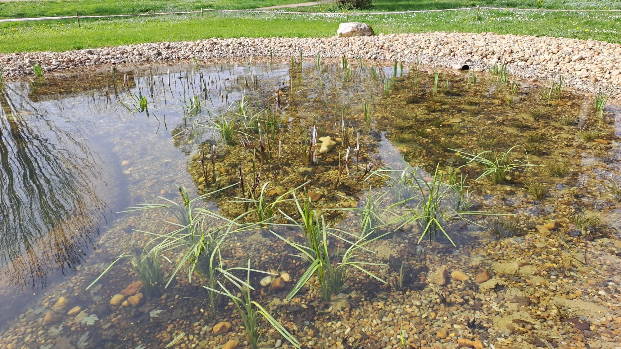 studio audal - Biodiverse zen pond (4).jpeg