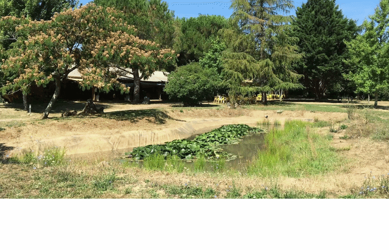 studio audal - Biodiverse zen pond (2).gif