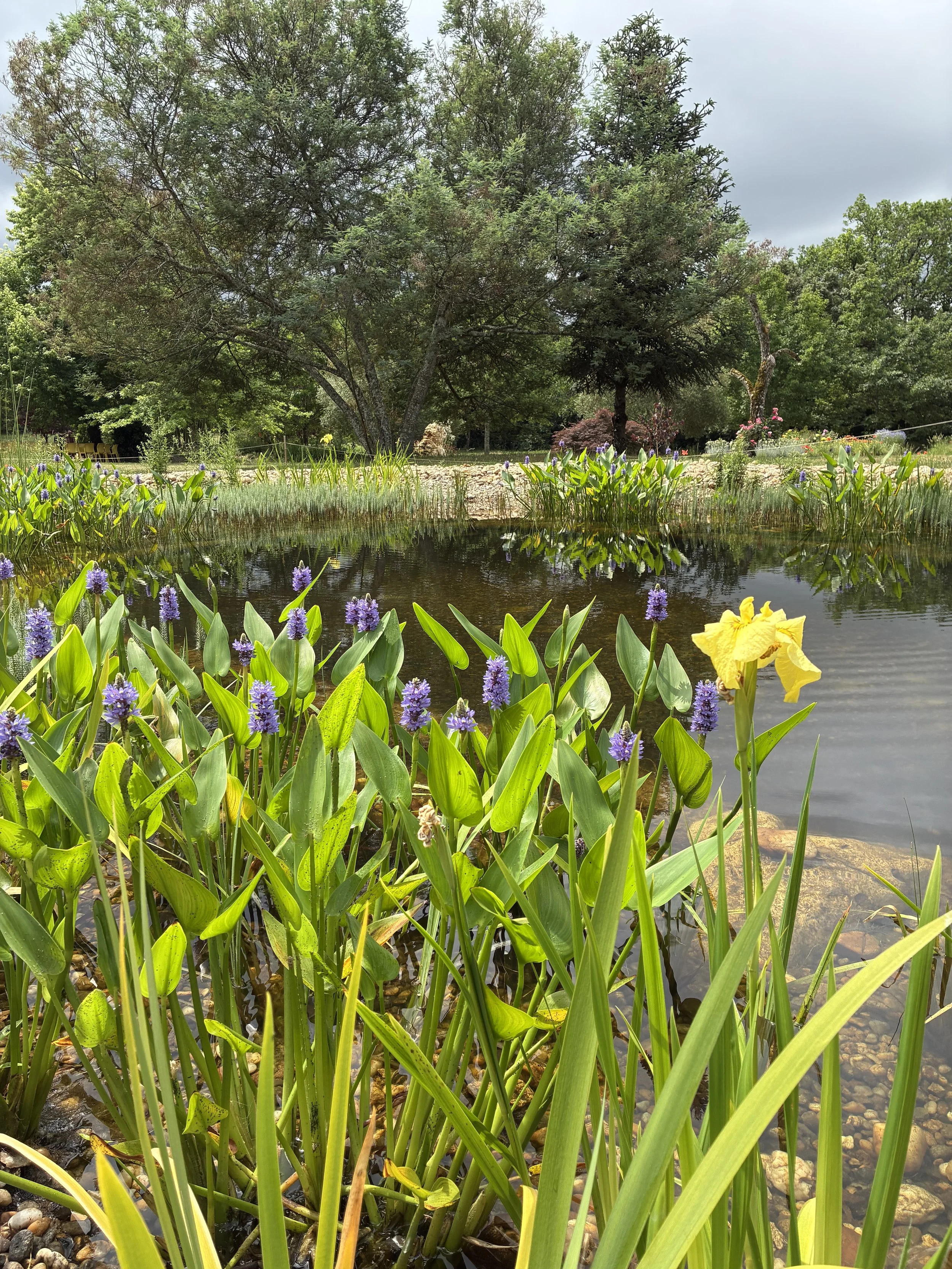 studio audal - Biodiverse zen pond (10).jpeg