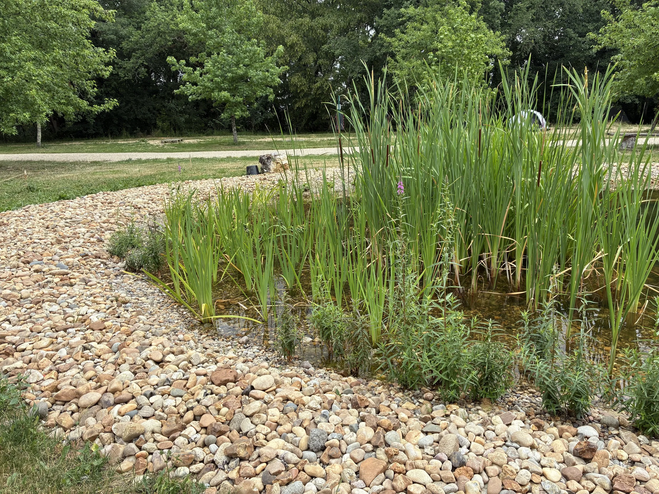 studio audal - Biodiverse zen pond (6).jpeg