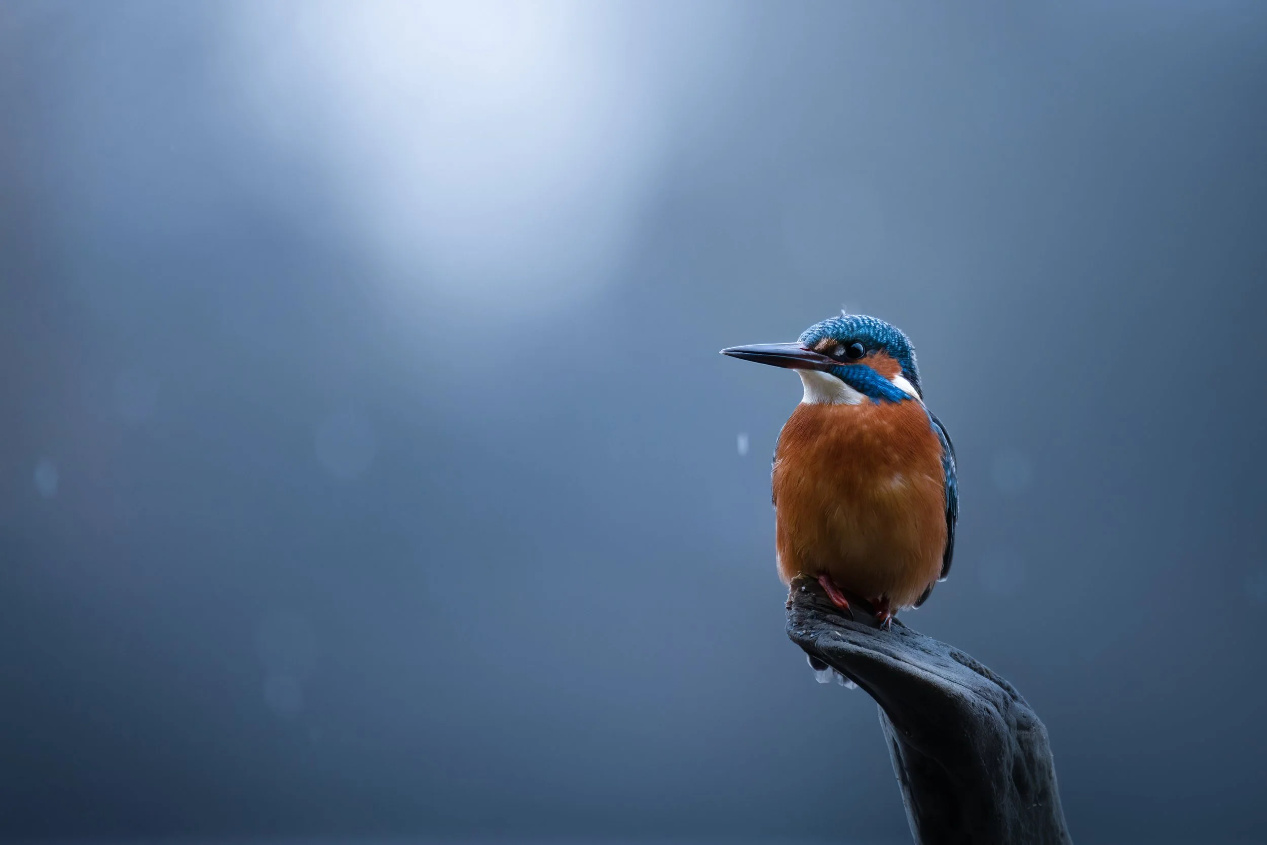 IMG_1554-Edit.jpg