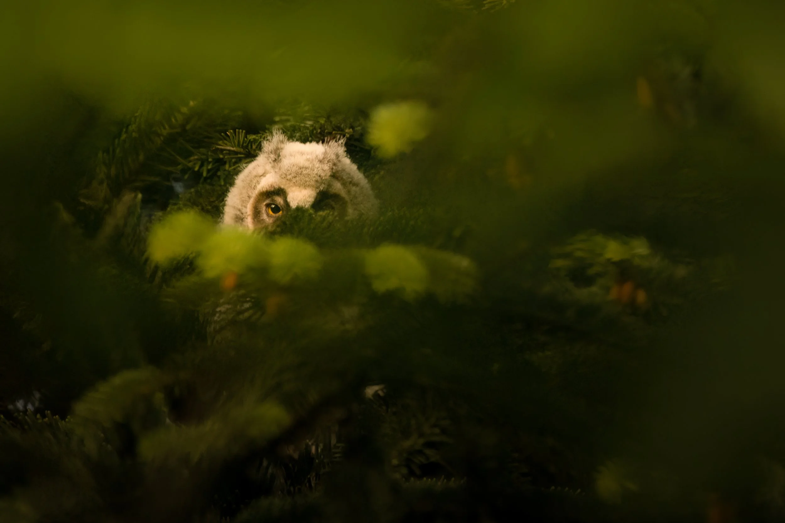 IMG_7960-Edit-Edit.jpg