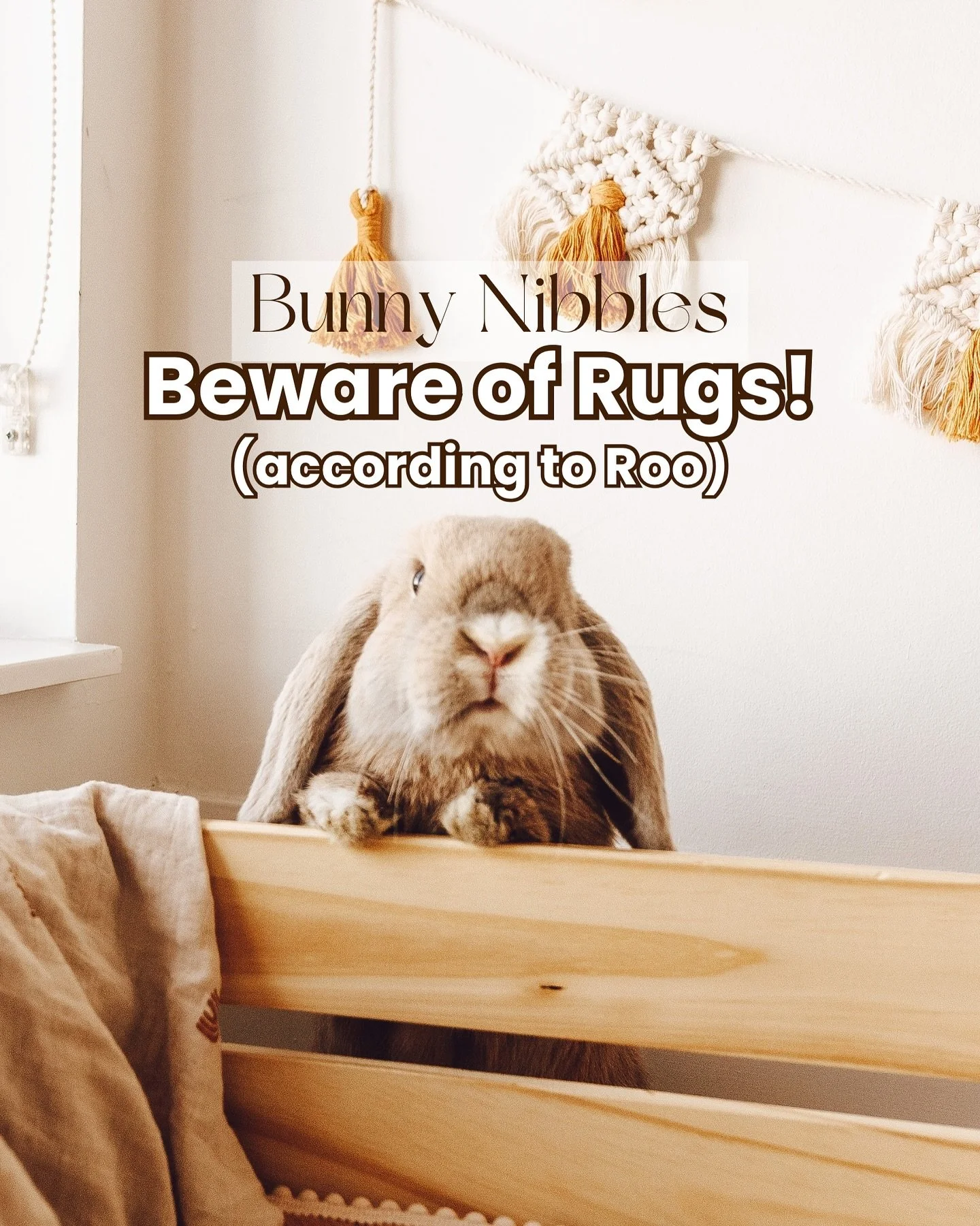 Caution! Rugs are out to get you! This is what Roo thinks about new rugs sometimes. But not all of them. We don&rsquo;t know which rug is friendly or which is dangerous, only Roo can tell. Tune in to this funny Nibble all about Roo and her seemingly 