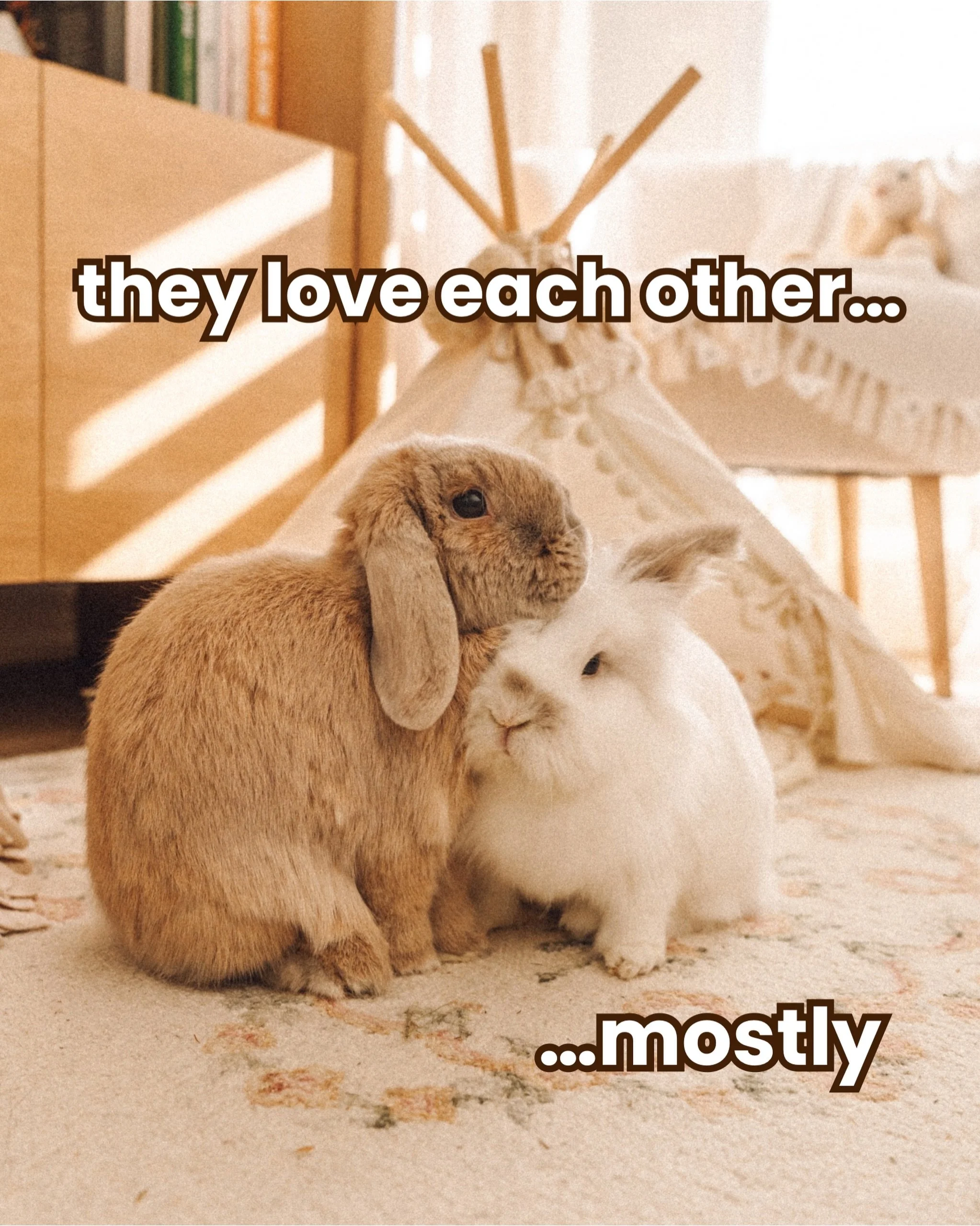 Hello Fluffle Fam!! Today&rsquo;s episode is LIVE! It&rsquo;s dedicated to these two and their whole entire relationship. Roo and Kumo are bonded and they have the sweetest big sister-little brother dynamic. But! It&rsquo;s not always rainbows and bu