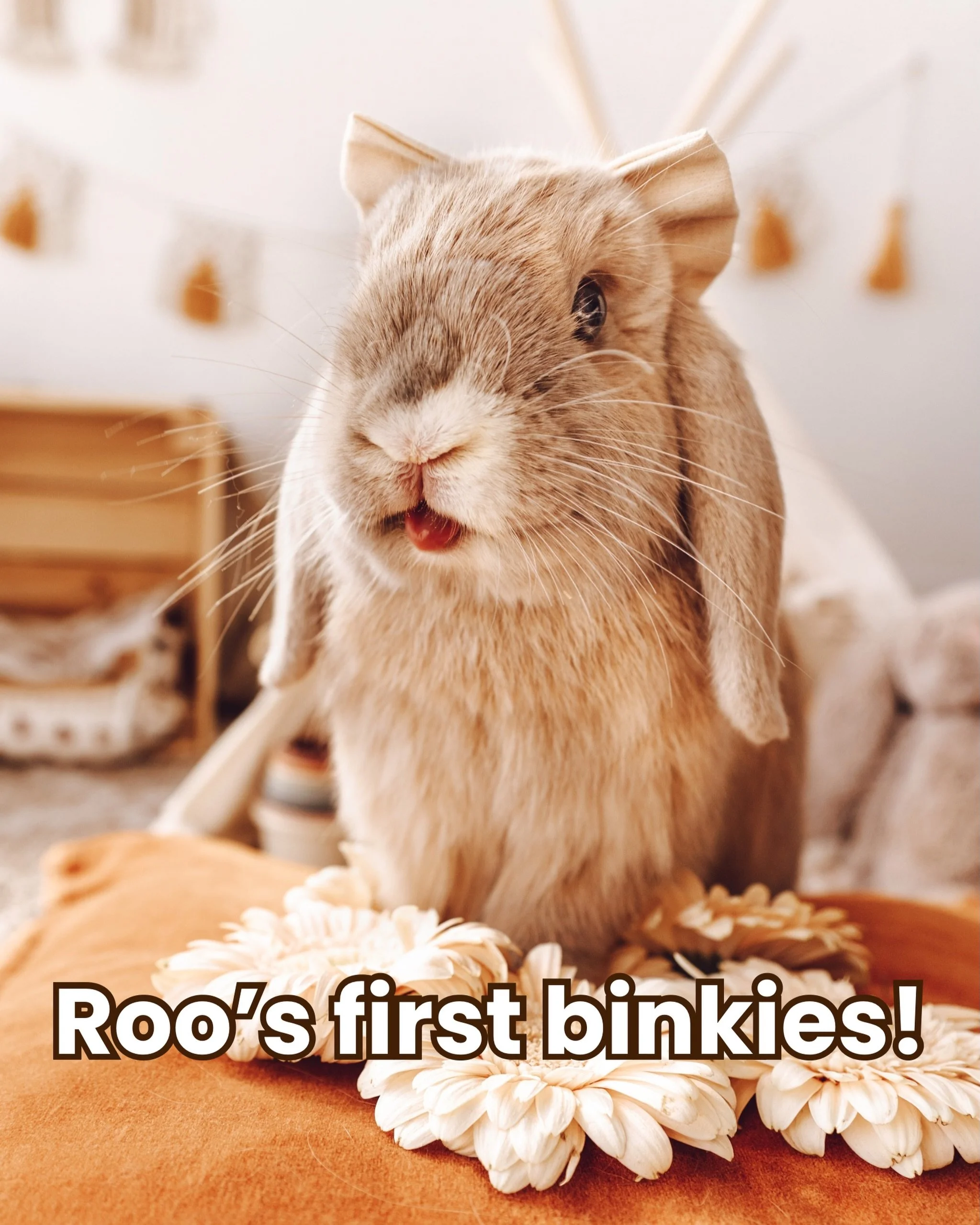 Hello Fluffle Fam!! It&rsquo;s a Nibbles day! I&rsquo;m taking you all the way back to baby Roo&rsquo;s very first binkies, right after she came home. Baby queen knew her queendom had come! 👑
This one is short and sweet and I hope it brings a little