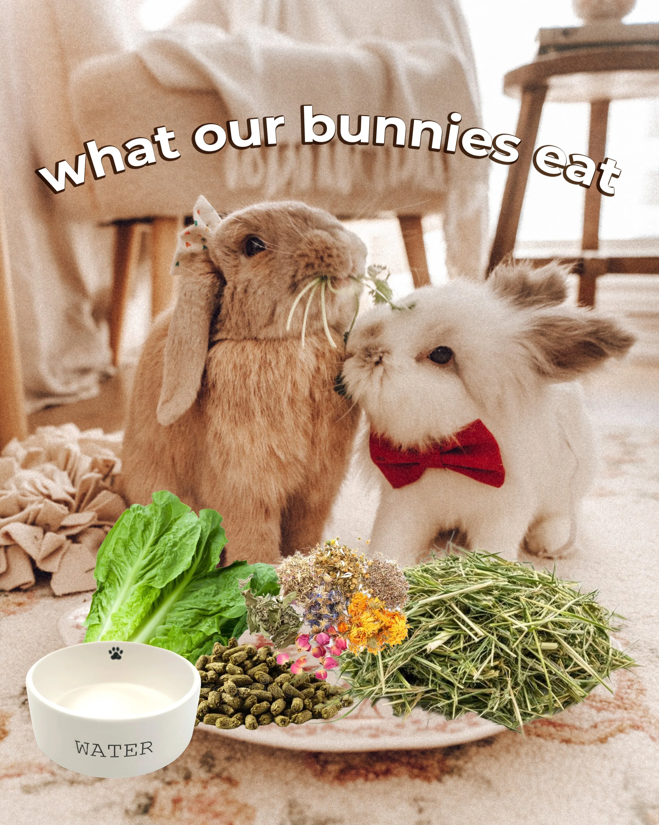 Hello Fluffle Fam!! Today&rsquo;s episode is about what our bunnies actually eat!! We&rsquo;re going through everything: hay, fresh veggies, pellets, supplements and forage, treats, and water. Plus a few things I&rsquo;ve learned since becoming a bun
