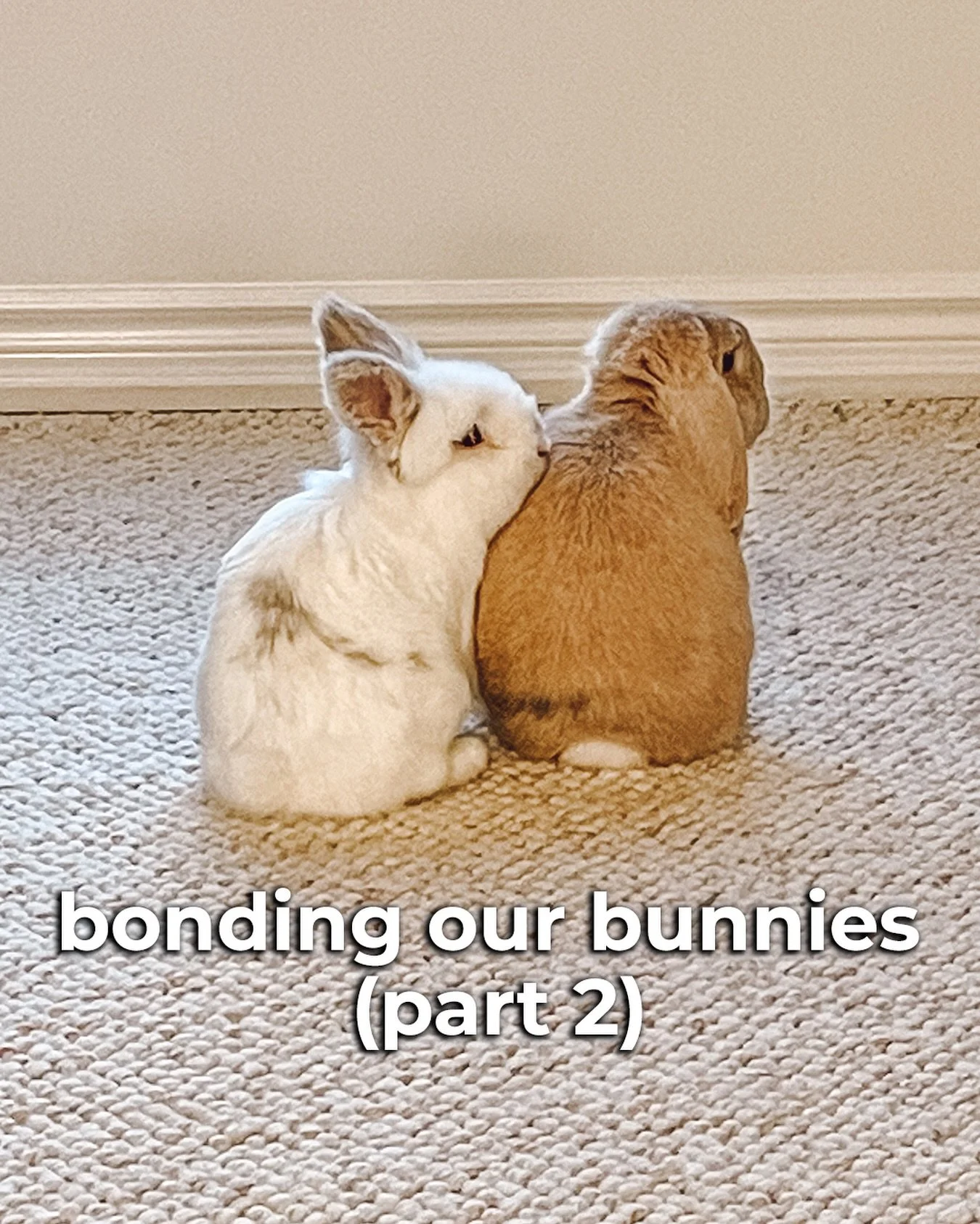 Hello Fluffle Fam!! Part two of our bonding series is here and this one is a whole different story from last week! Roo and Kumo&rsquo;s bonding journey was a little messy, stressful, had a few setbacks, and it was one of the most educational experien