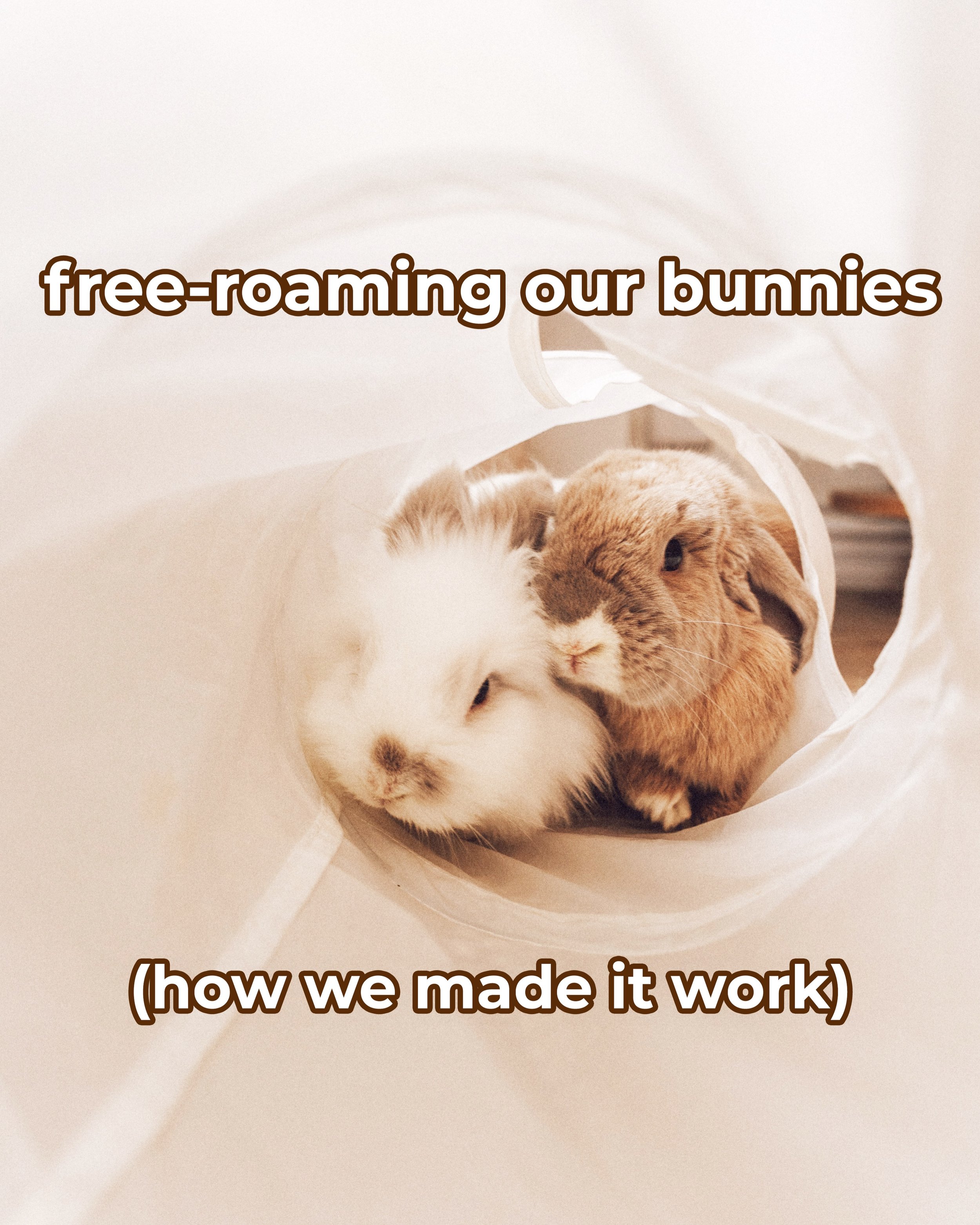 Hello Fluffle Fam!! Today we&rsquo;re talking all about free-roaming bunnies and how we made it work in our home! From talking about the space bunnies need to thrive, to every single thing we did to bunny-proof our home. Cables, gates, houseplants, b