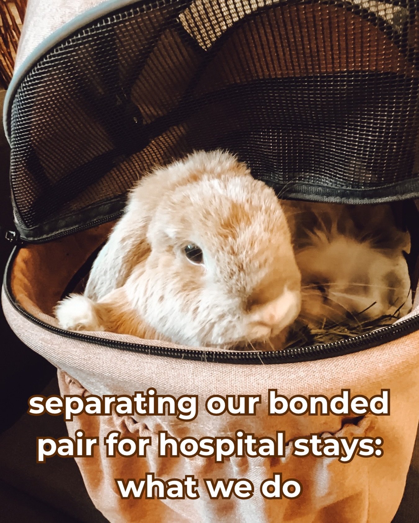 Helloo Fluffle Fam!! In an ideal world, our bonded pairs are going to every single vet visit and hospital together and staying together. However, some of us bunparents may have experienced that this is not always possible. This was the case for us mo